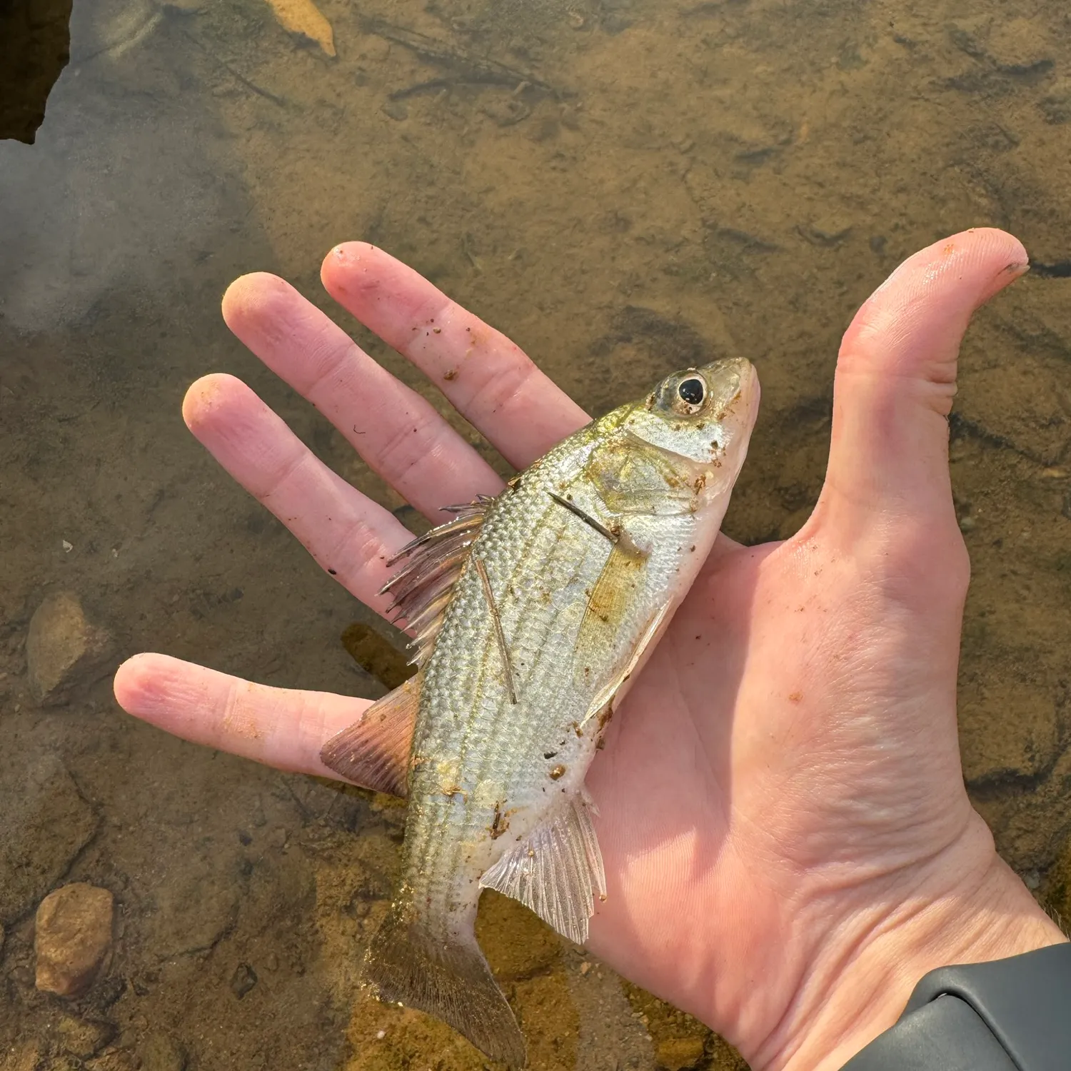 White perch caught on Fishbrain