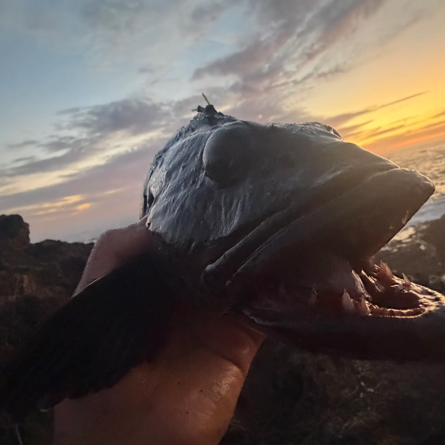 Lingcod caught on Fishbrain