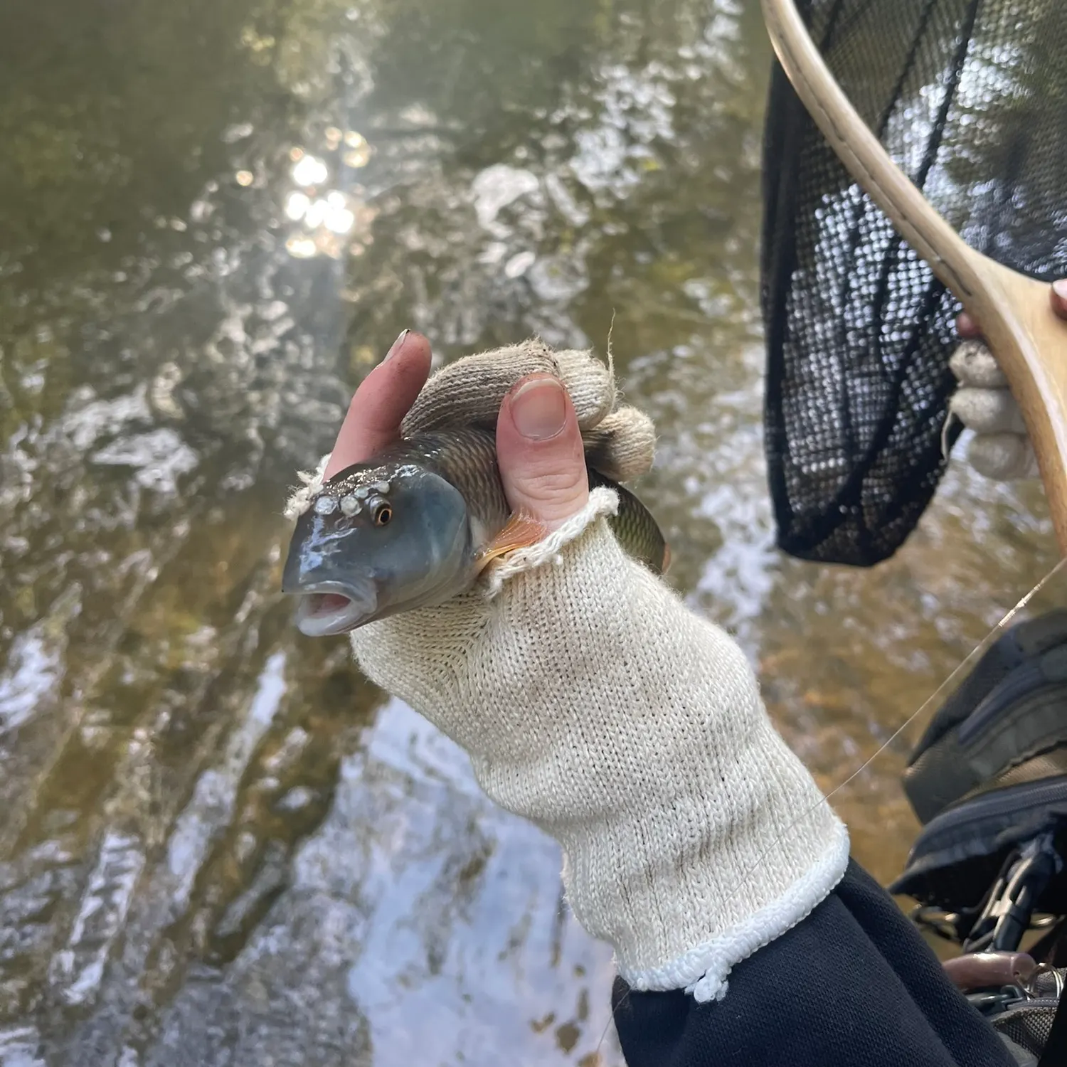 The most recent Bigmouth chub catches on Fishbrain