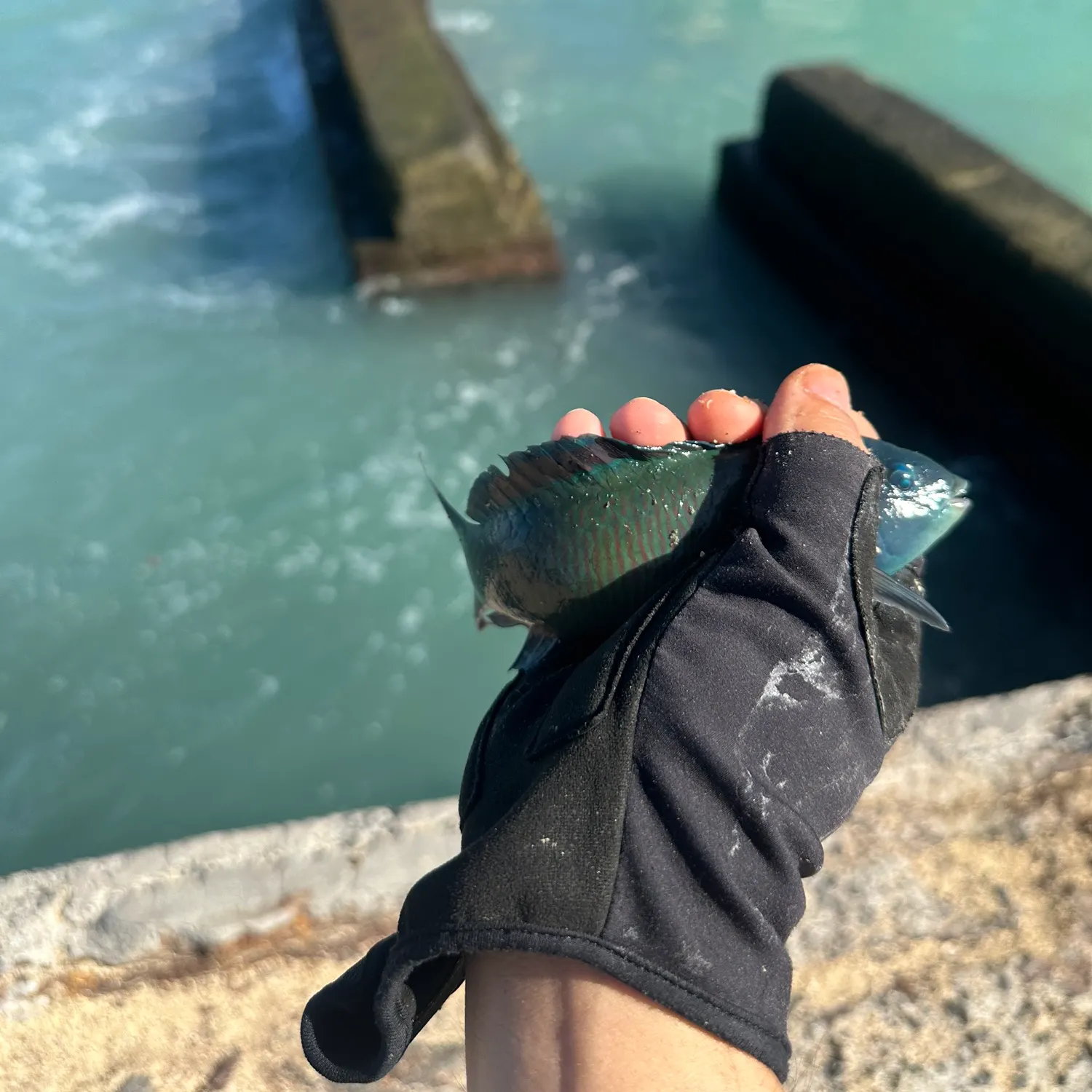 Saddle wrasse caught on Fishbrain