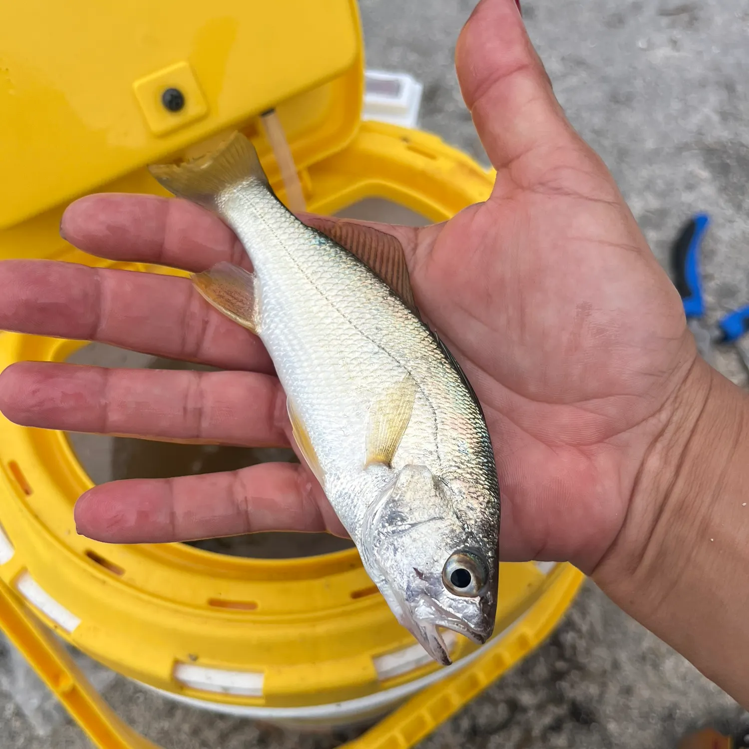 The most recent Silver perch catches on Fishbrain