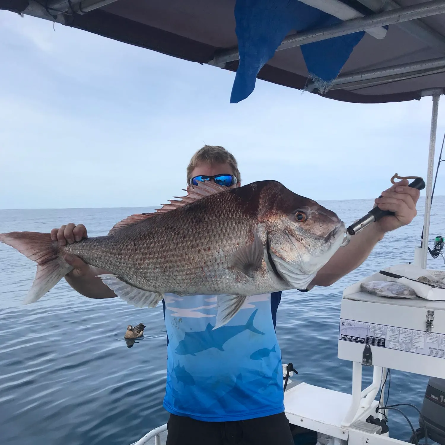 Australasian snapper caught on Fishbrain