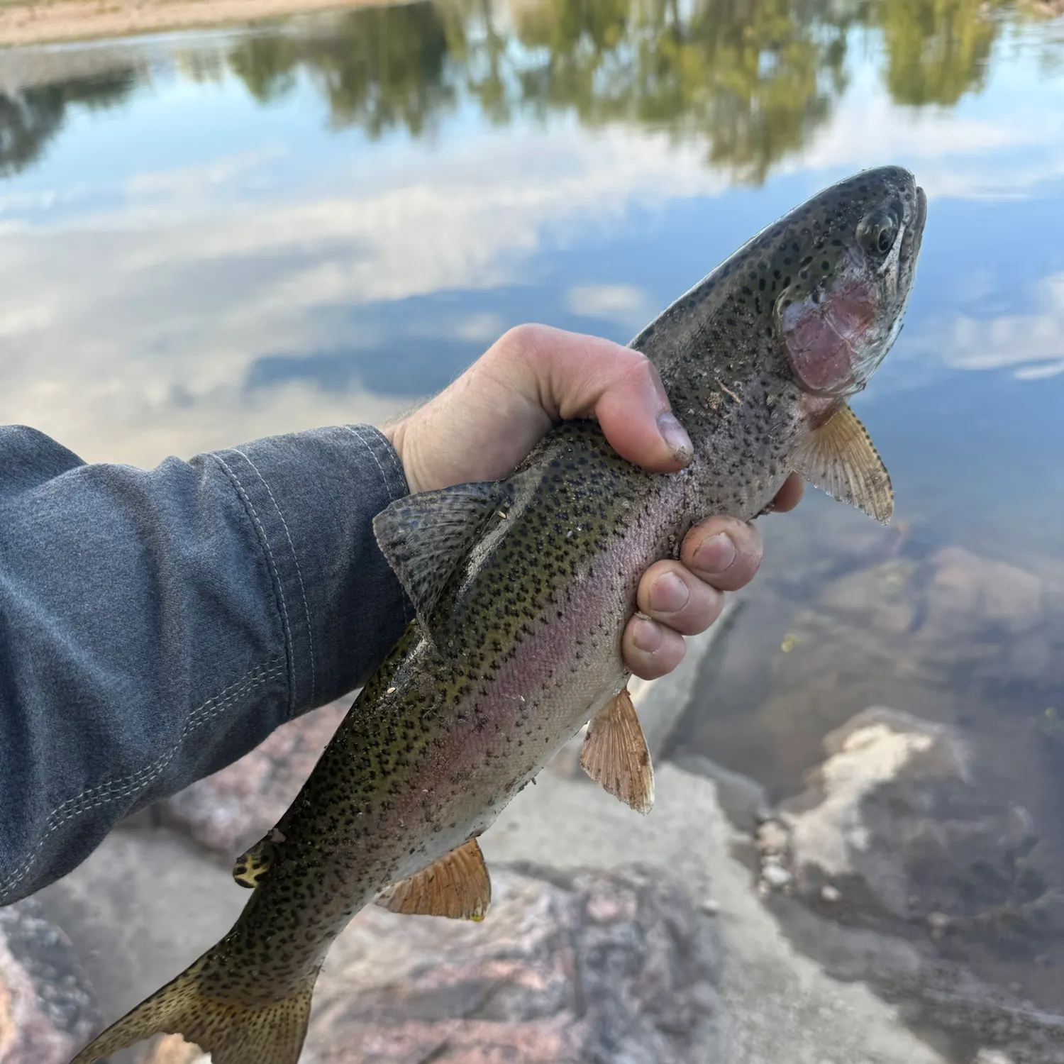 Cutbow caught on Fishbrain