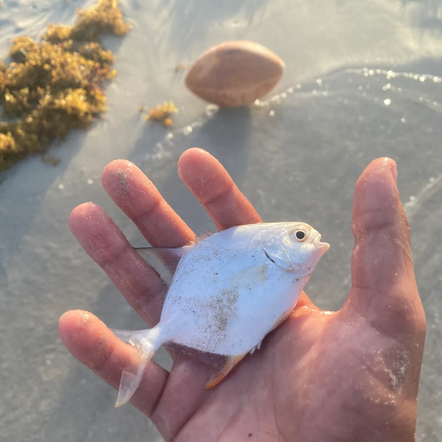 The most recent Palometa catches on Fishbrain