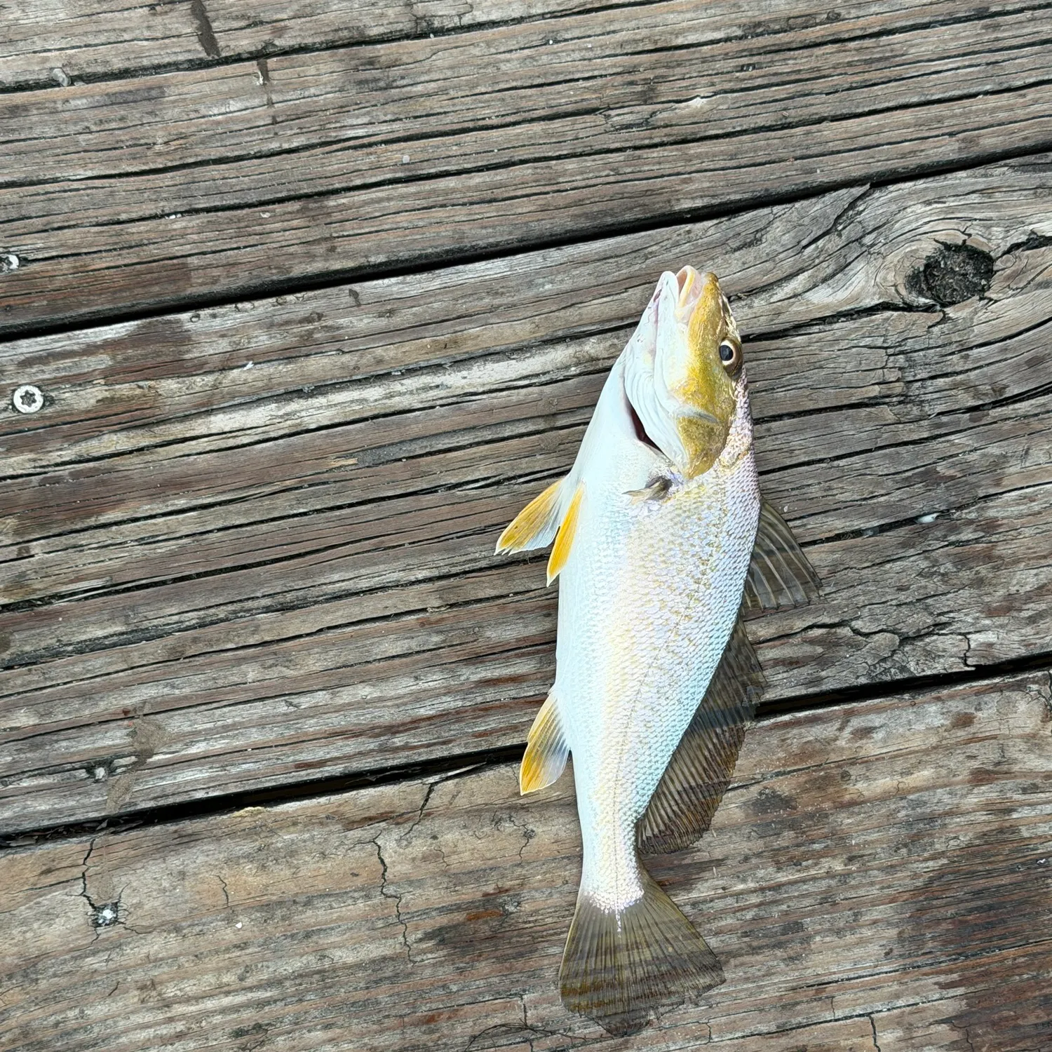 Atlantic croaker caught on Fishbrain