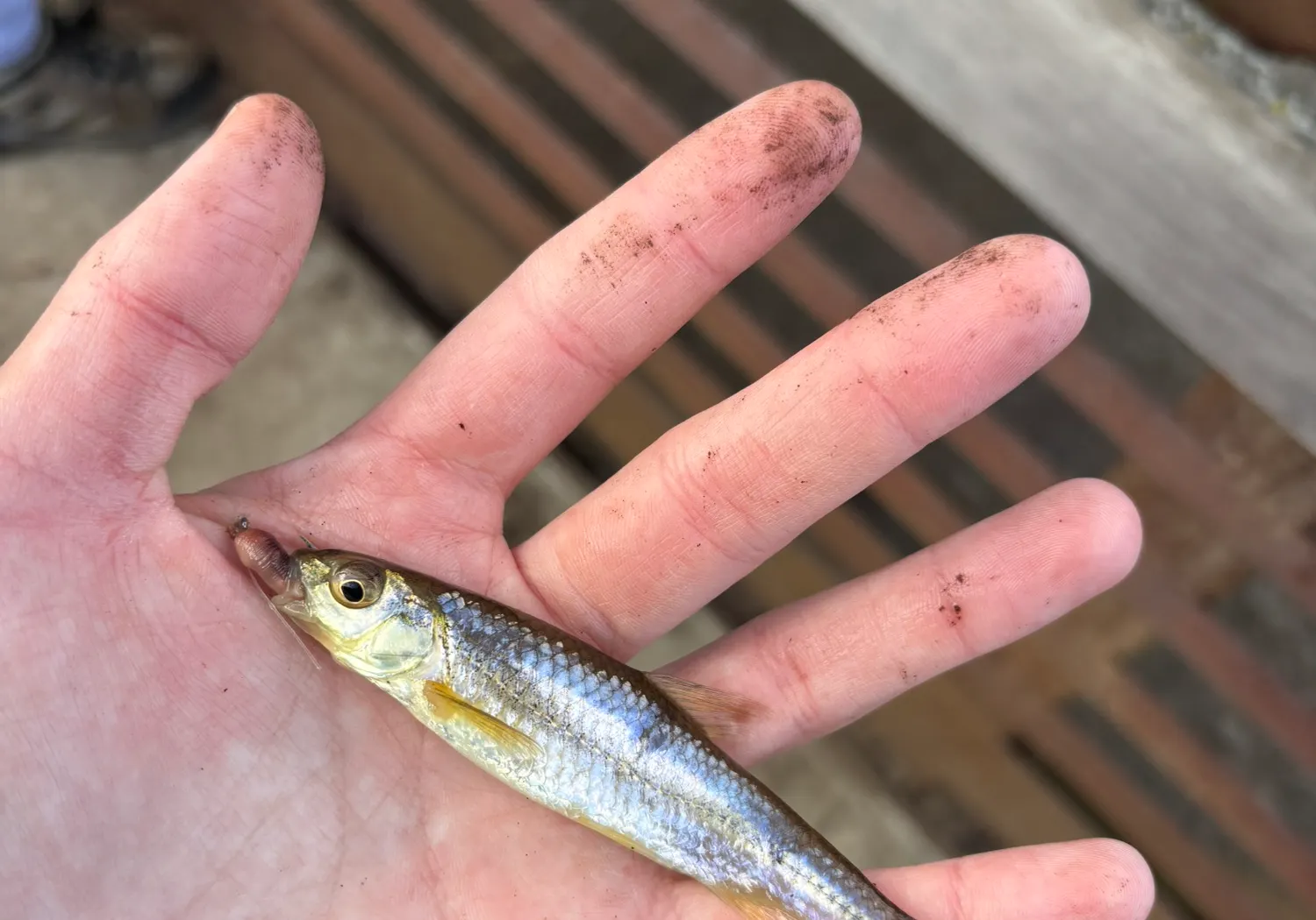 Spottail shiner