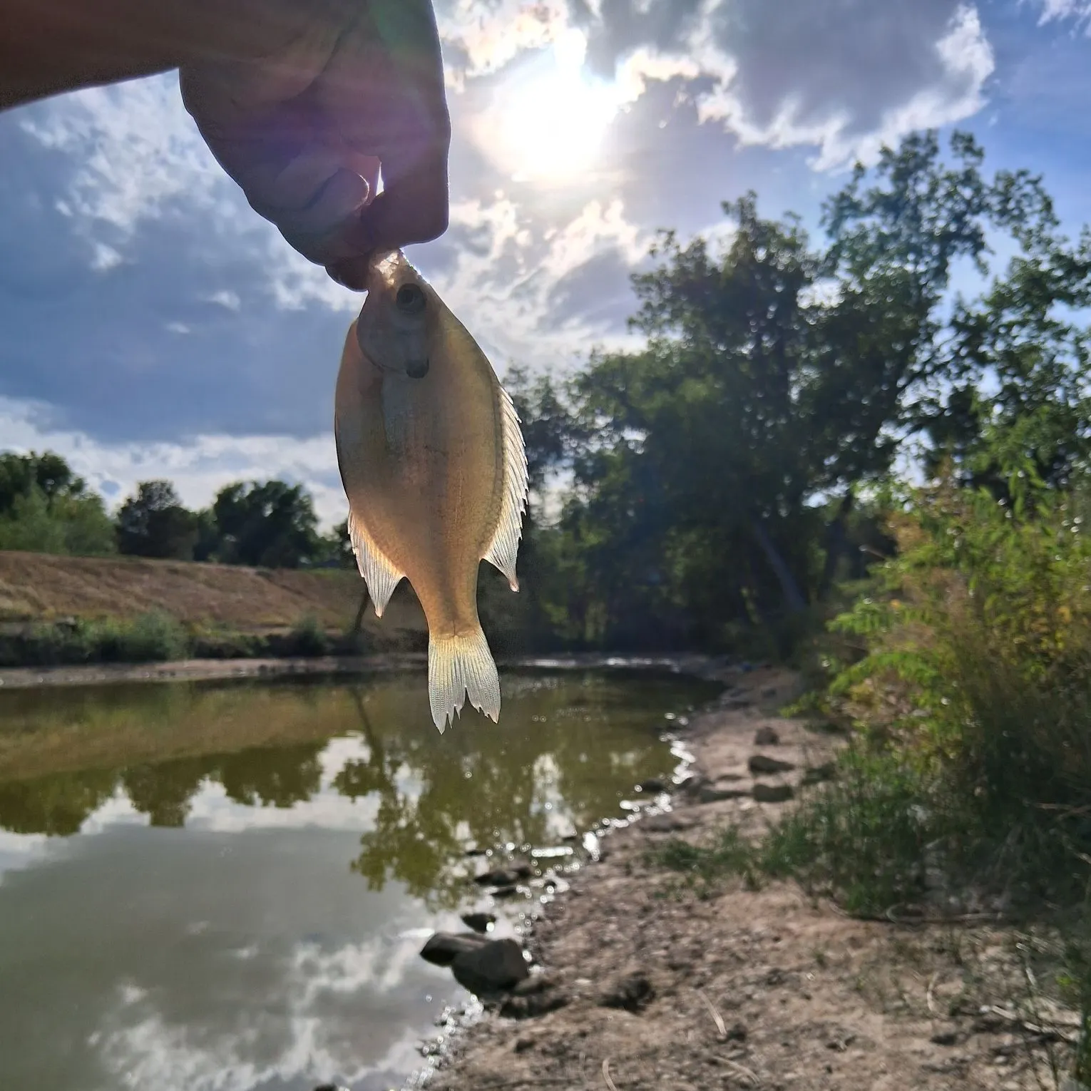 Bluegill caught on Fishbrain