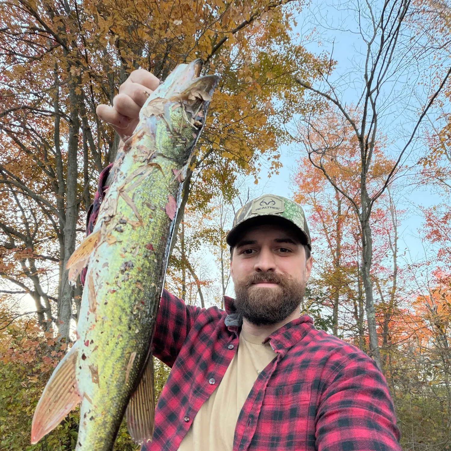 Chain pickerel caught on Fishbrain