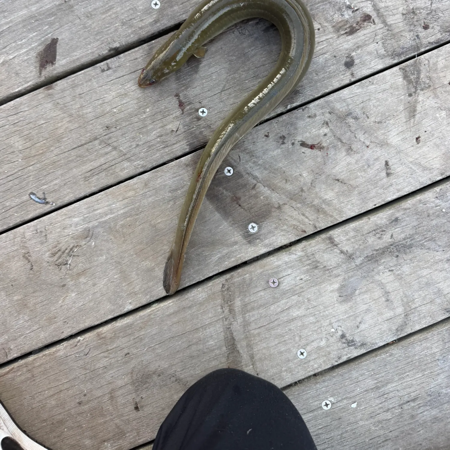 The most recent American eel catches on Fishbrain