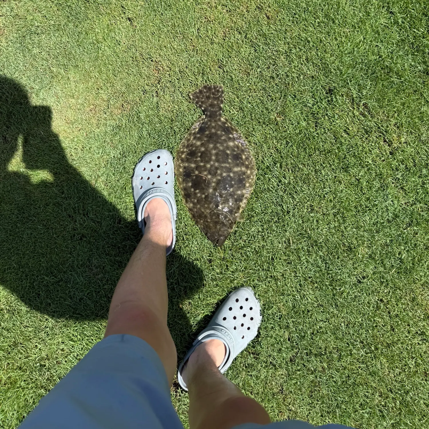 The most recent Southern flounder catches on Fishbrain