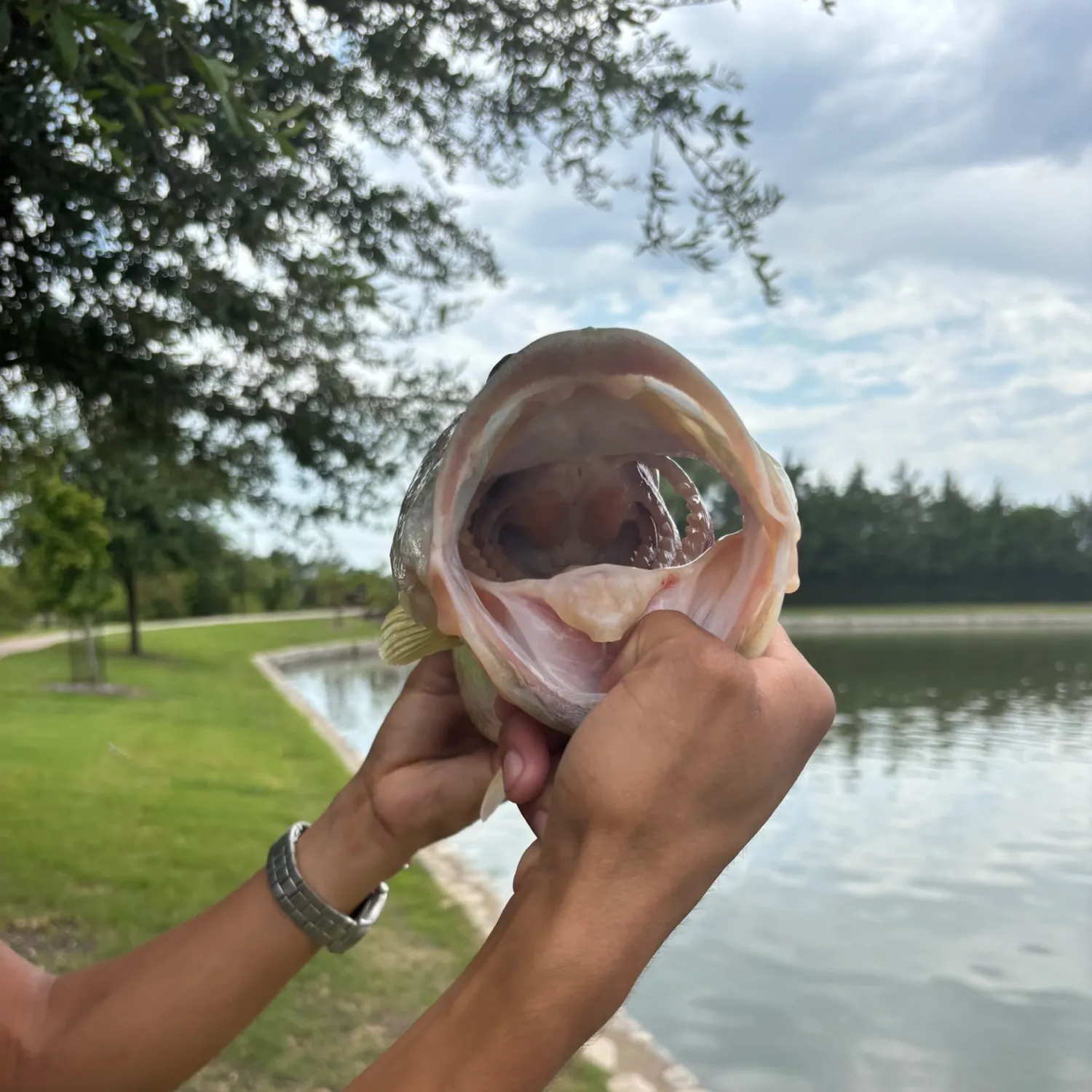 catch