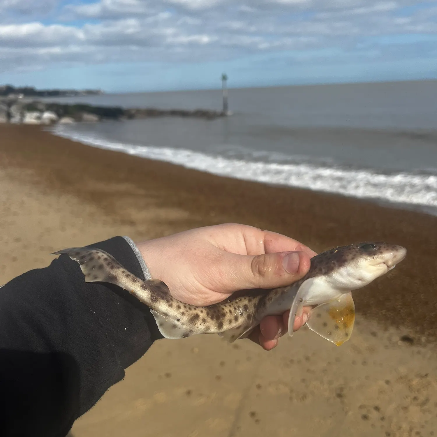 The most recent Lesser spotted dogfish catches on Fishbrain