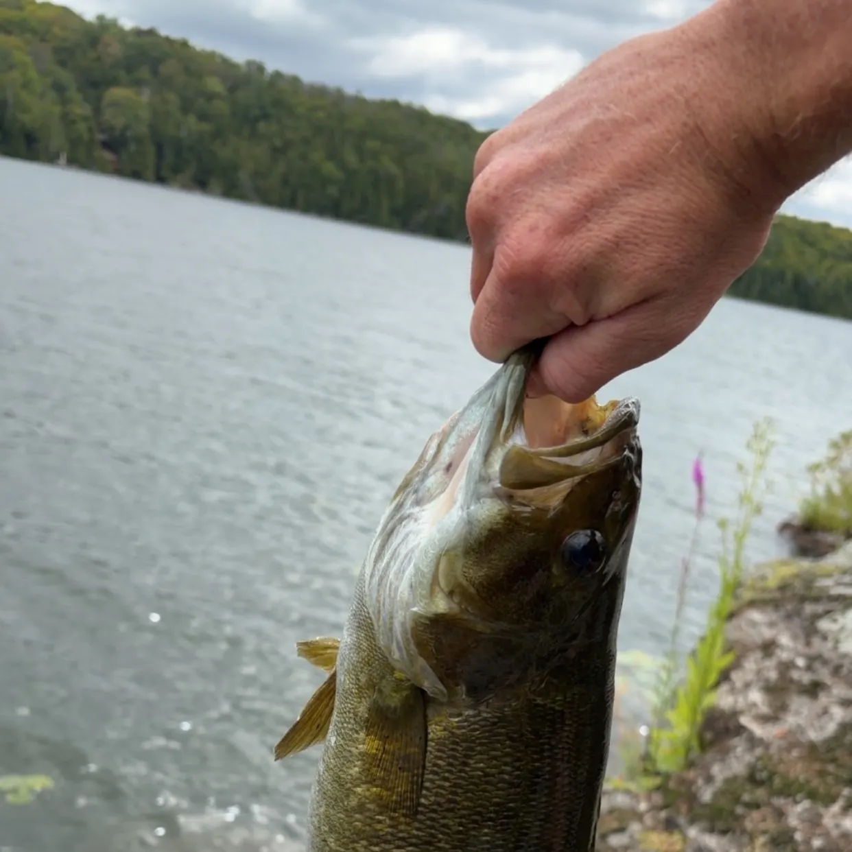 Smallmouth bass caught on Fishbrain
