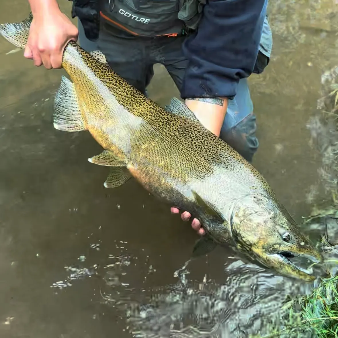 Chinook salmon caught on Fishbrain
