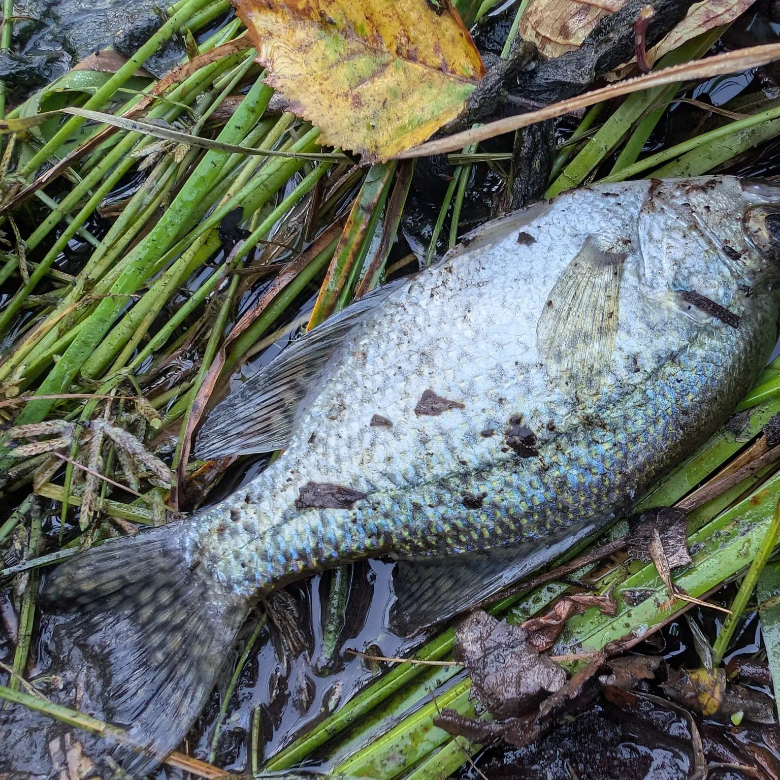 Black crappie caught on Fishbrain