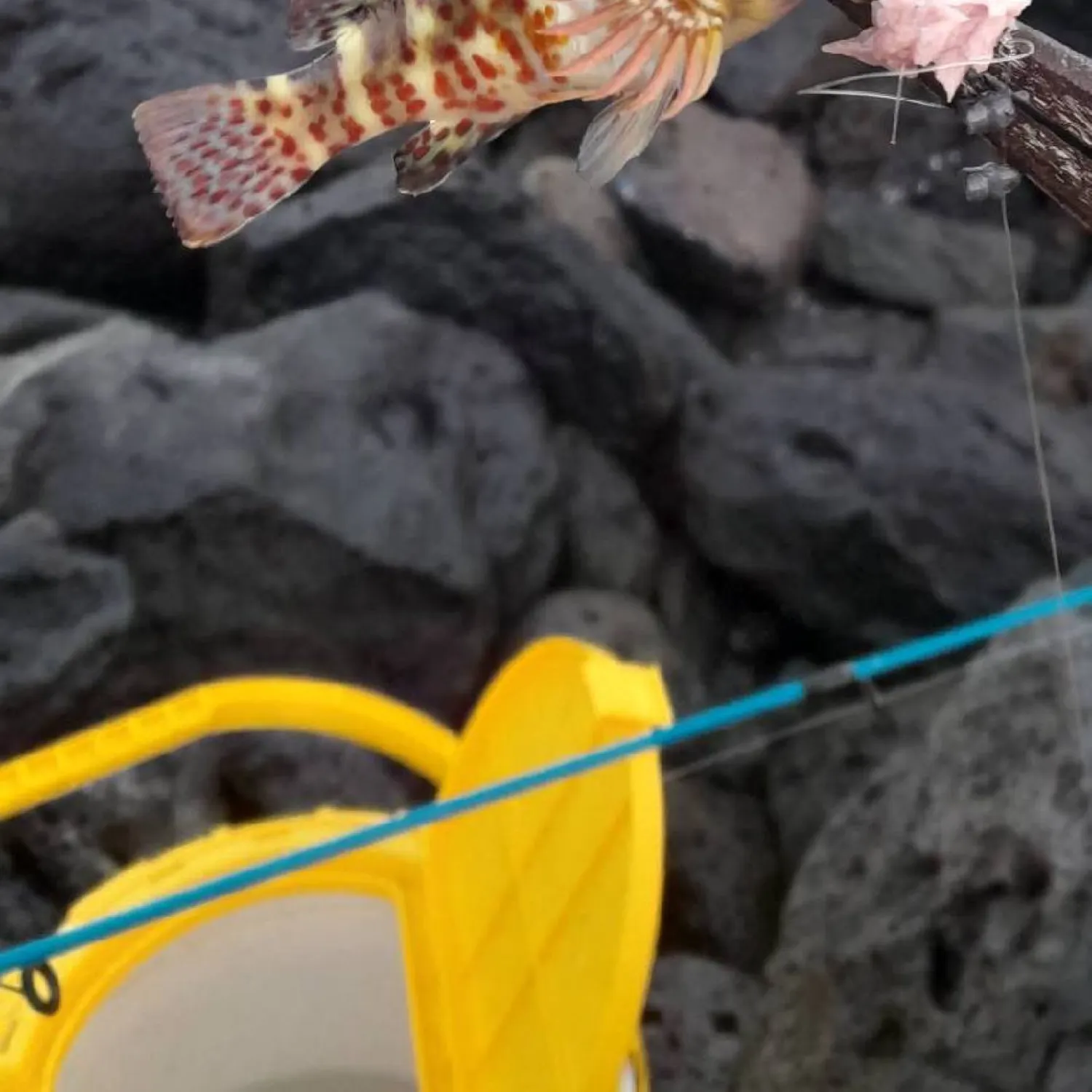 The most popular recent Stocky hawkfish catch on Fishbrain