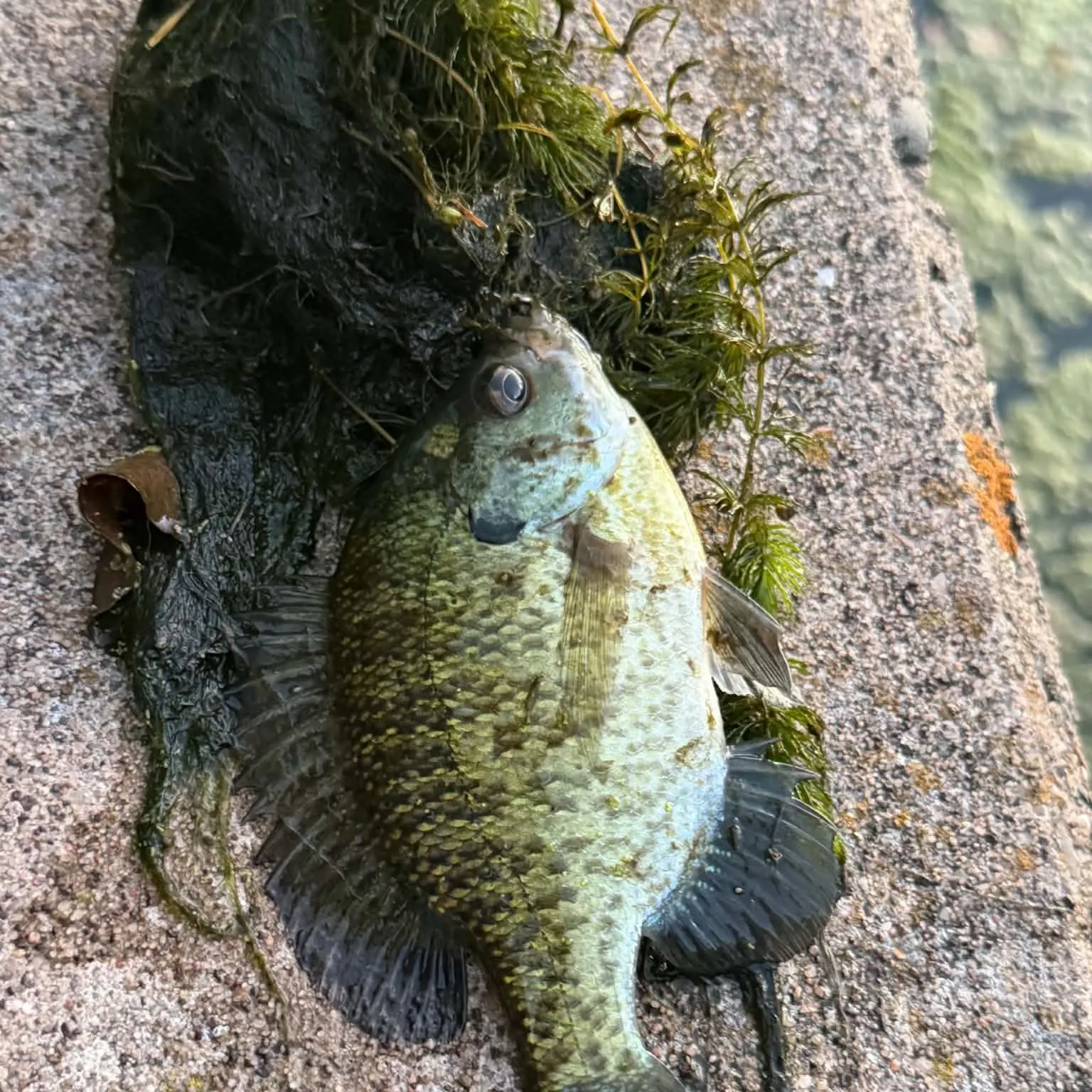 Bluegill caught on Fishbrain