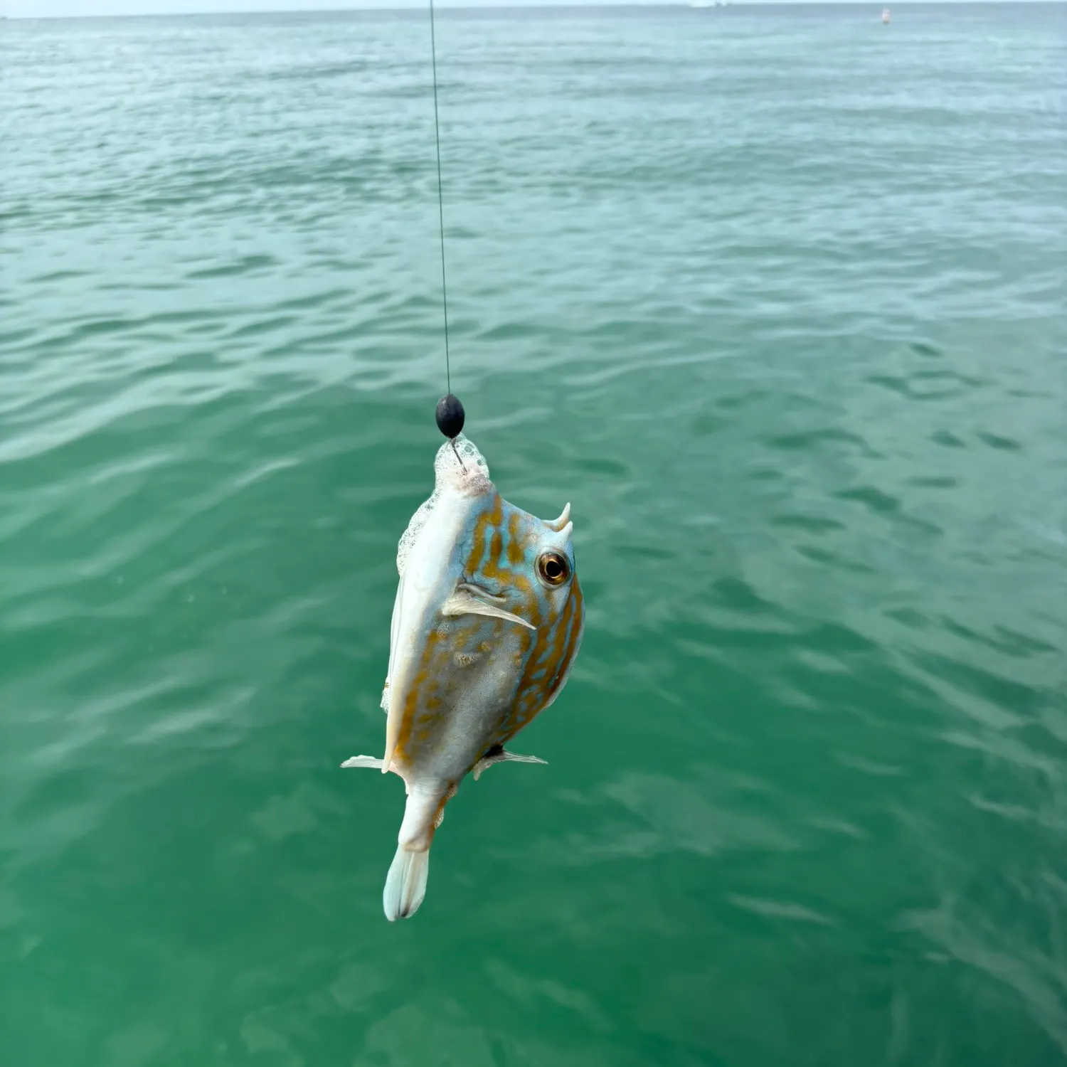 The most recent Thornback cowfish catches on Fishbrain