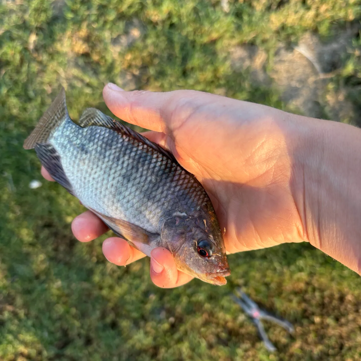 Blue tilapia caught on Fishbrain