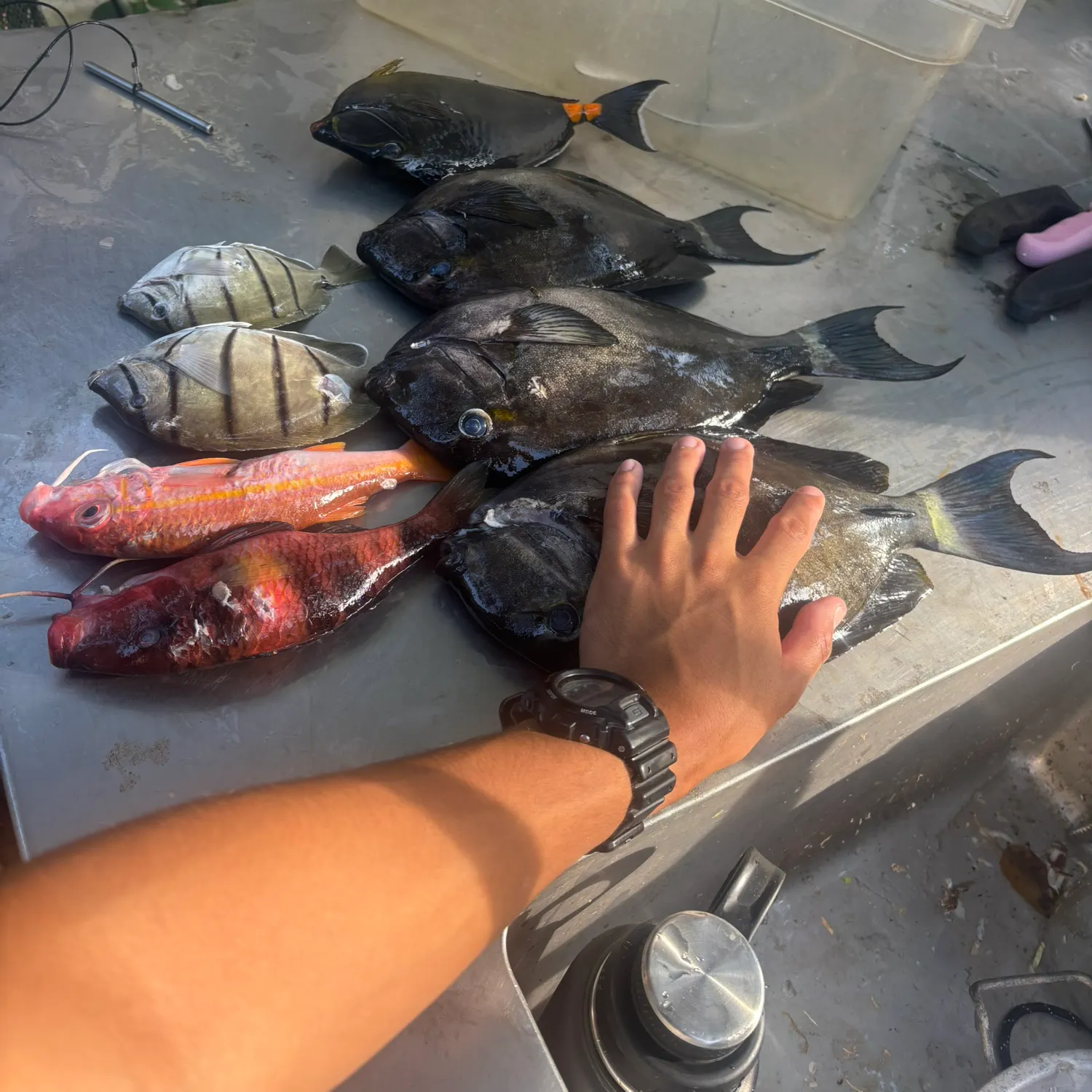 Eyestripe surgeonfish caught on Fishbrain