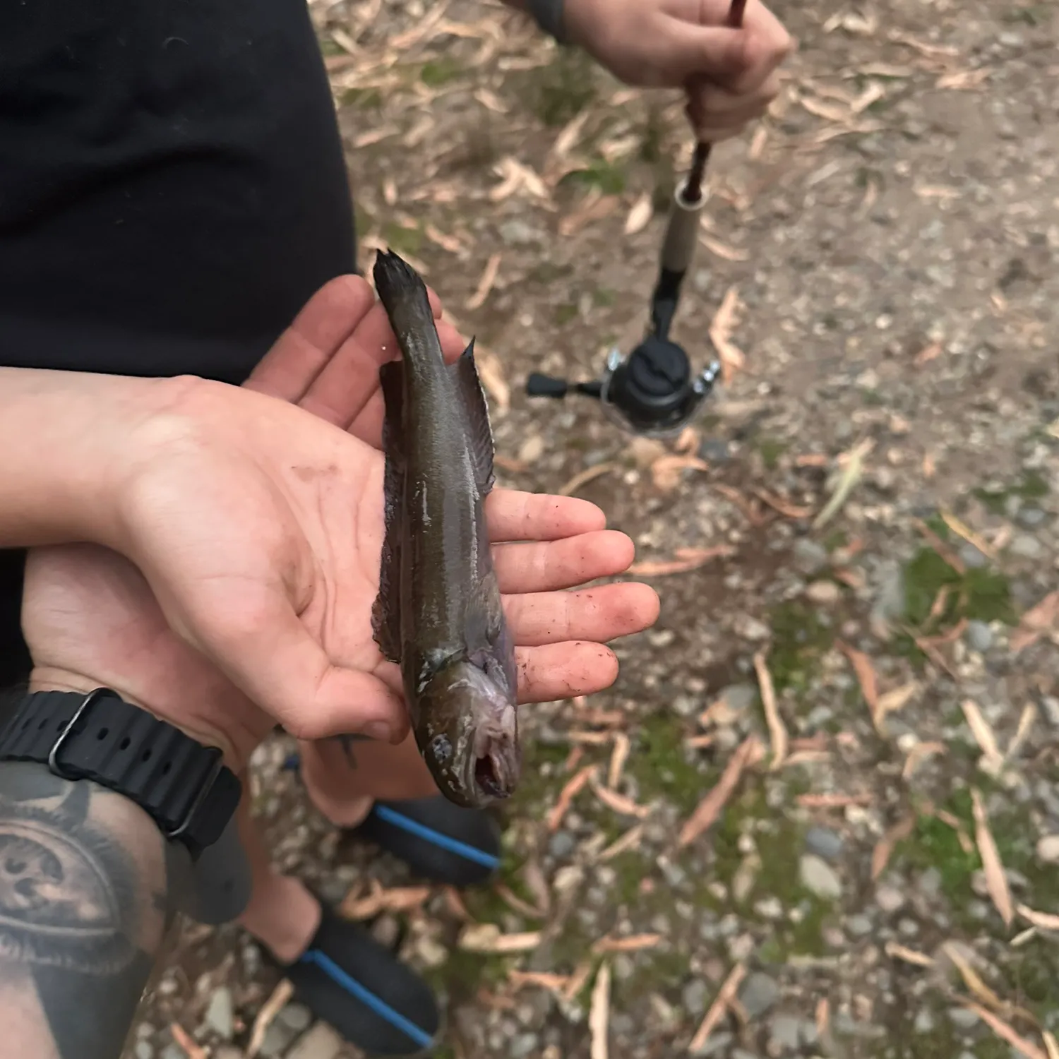 The most recent River blackfish catches on Fishbrain