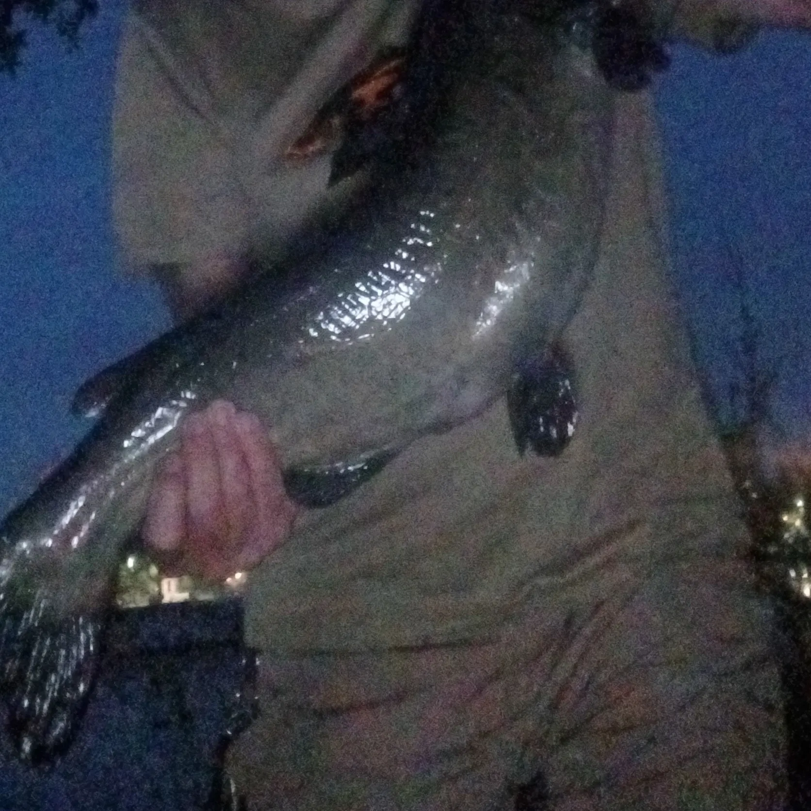 Channel catfish caught on Fishbrain