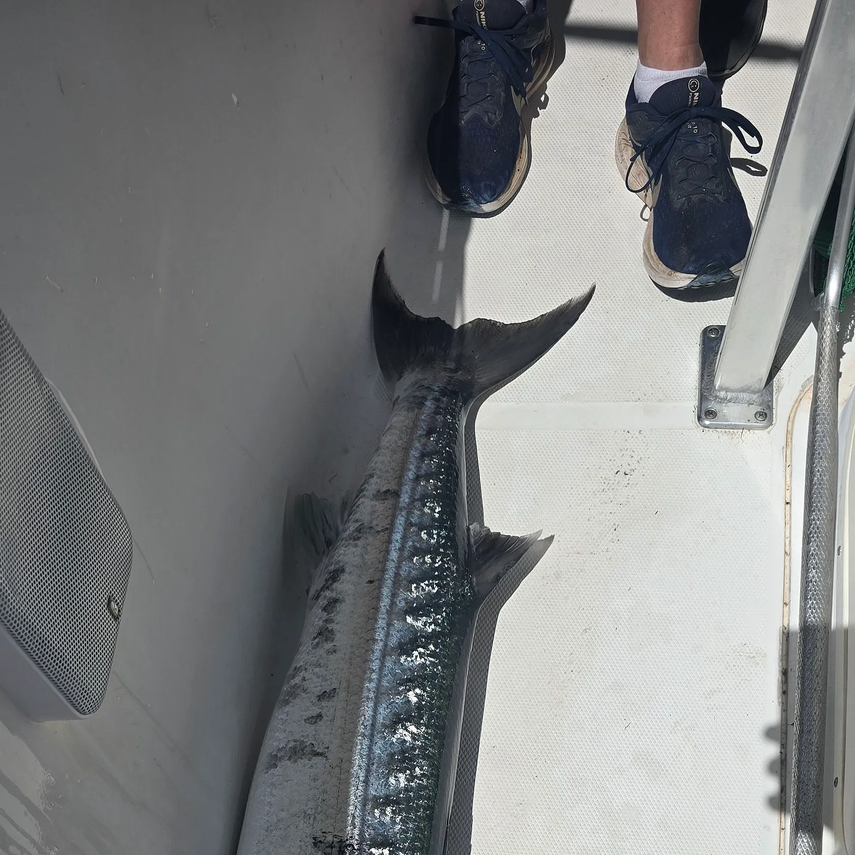 Great barracuda caught on Fishbrain