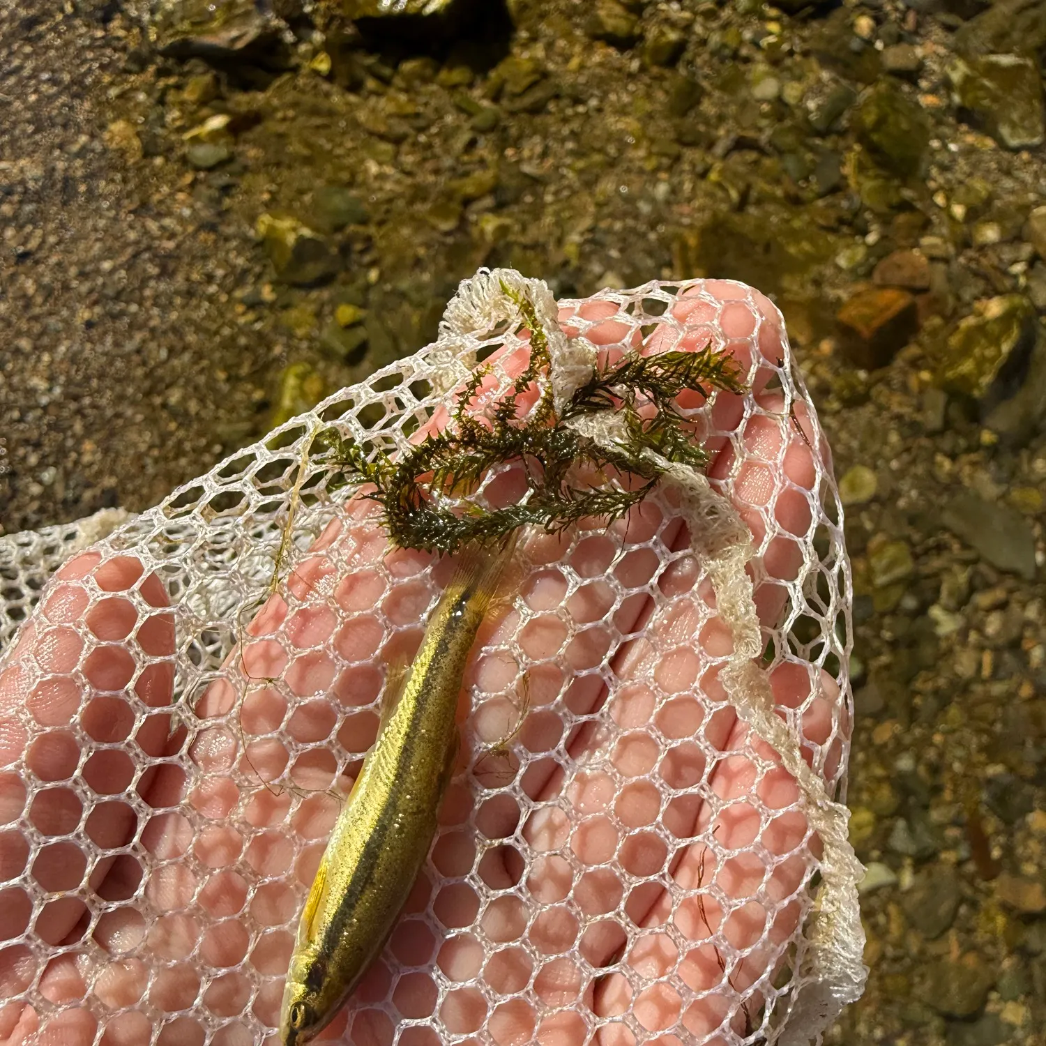 The most recent Eastern blacknose dace catches on Fishbrain