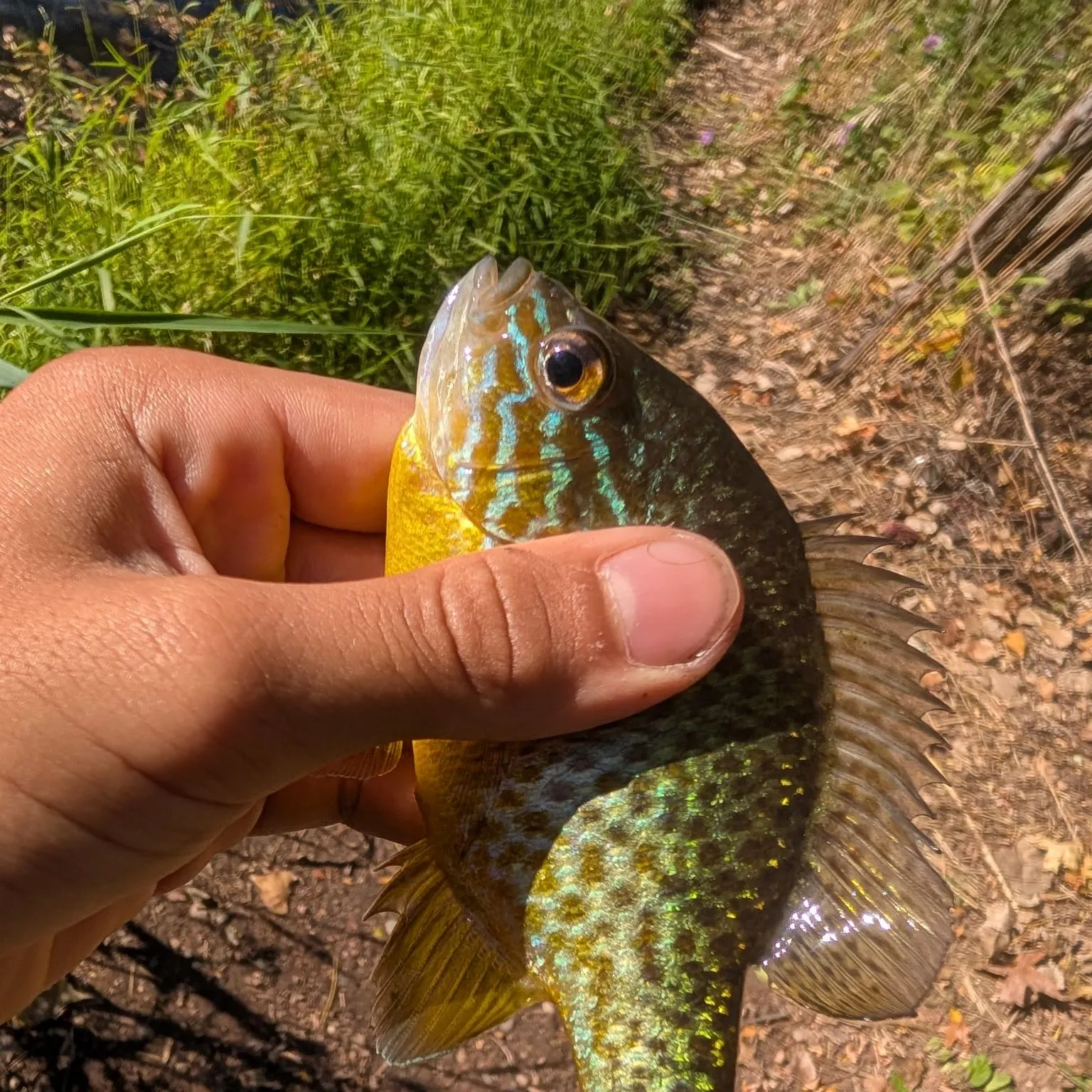 Pumpkinseed caught on Fishbrain