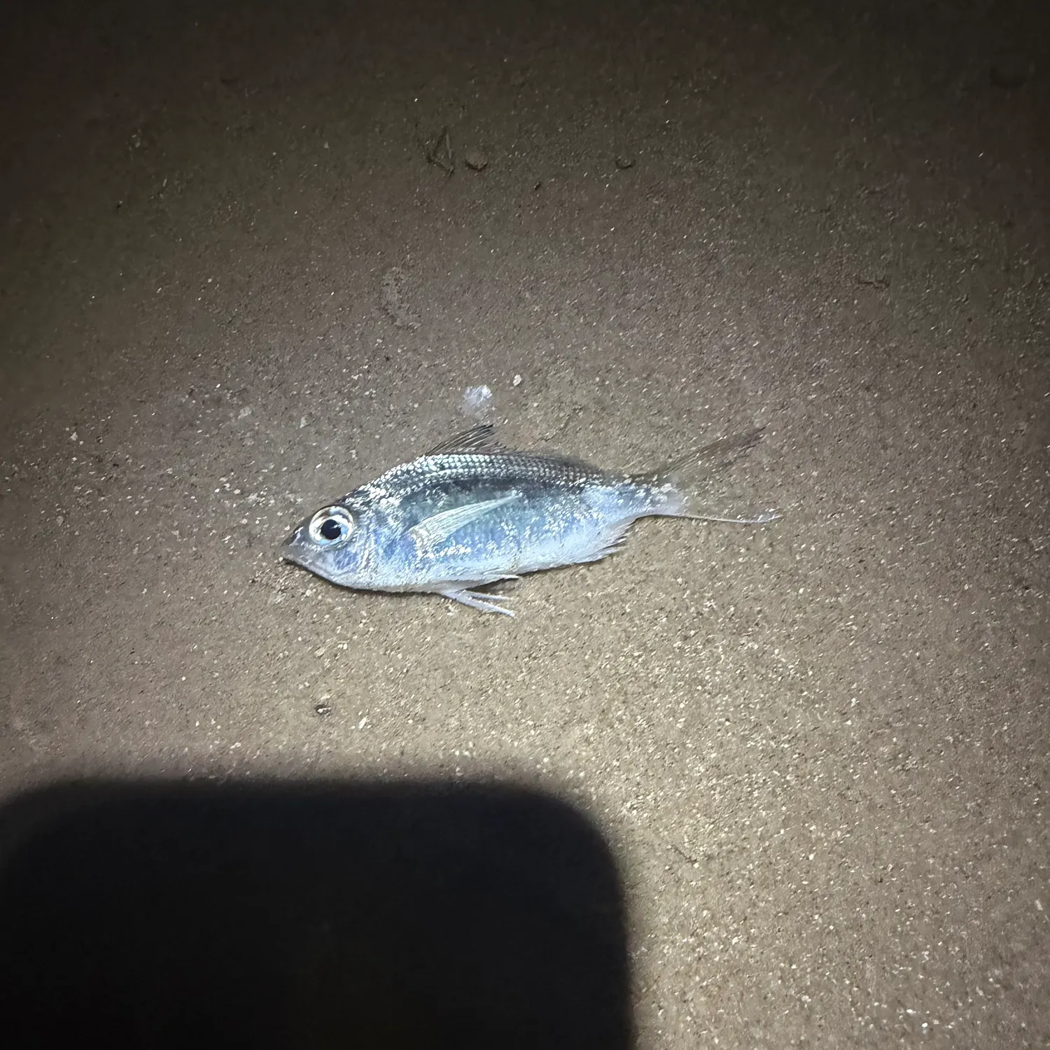 Silver jenny caught on Fishbrain