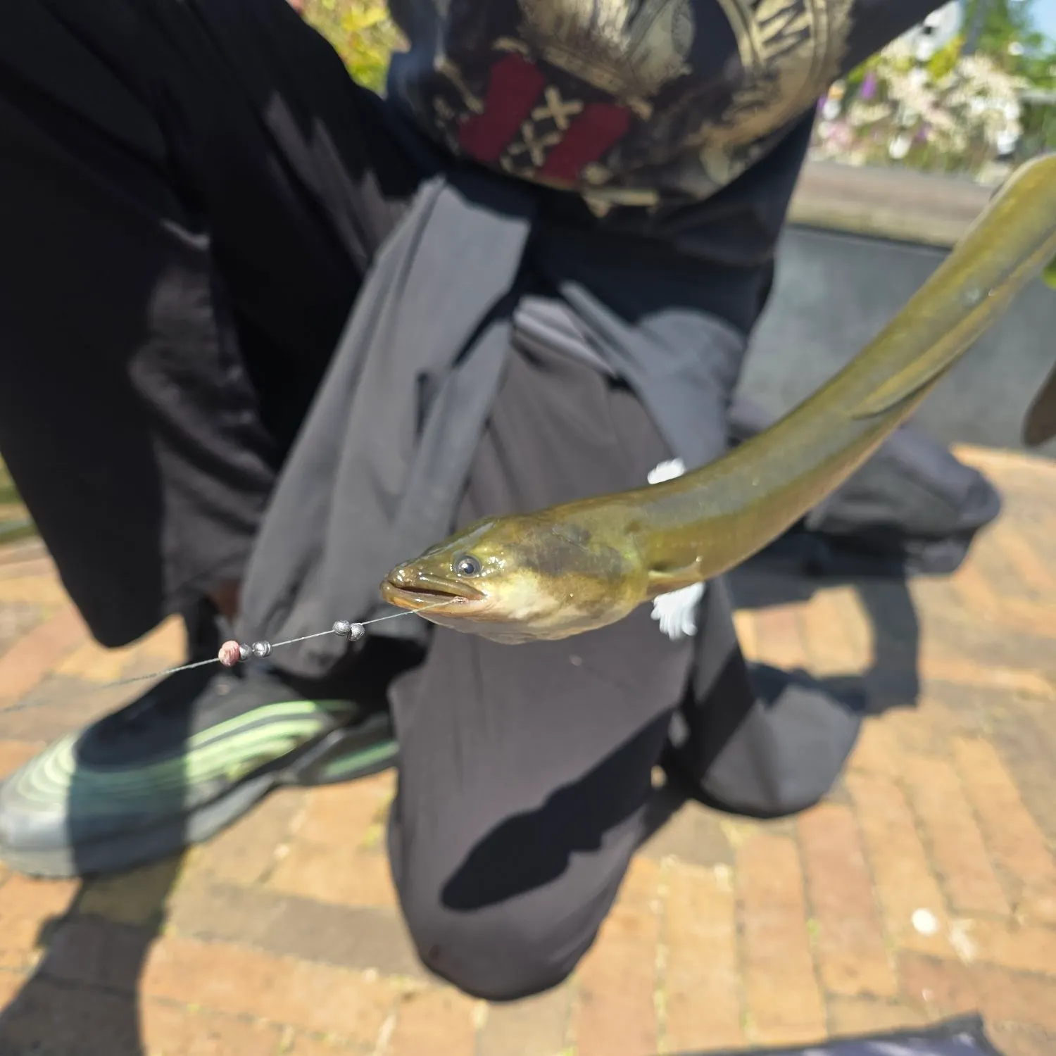 The most recent European eel catches on Fishbrain