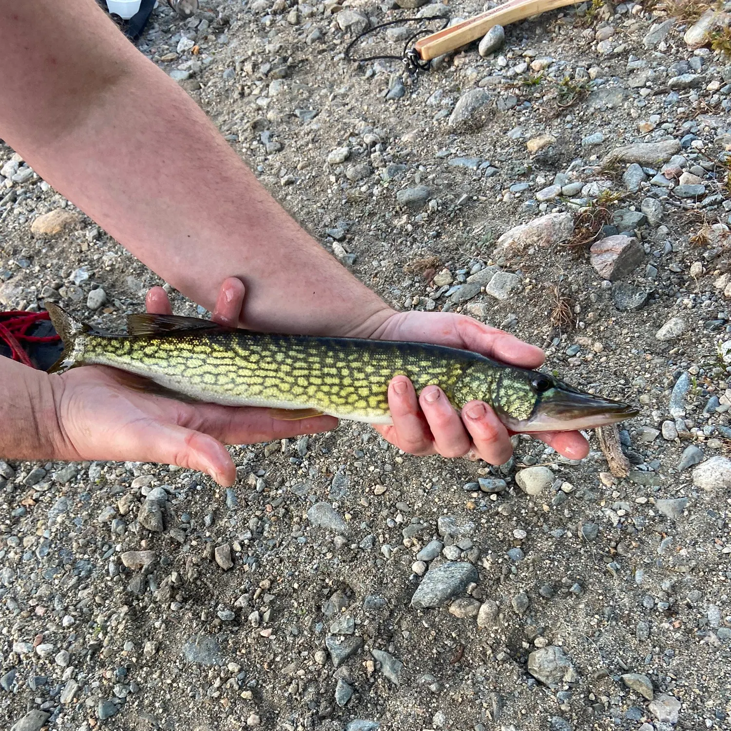 Chain pickerel caught on Fishbrain