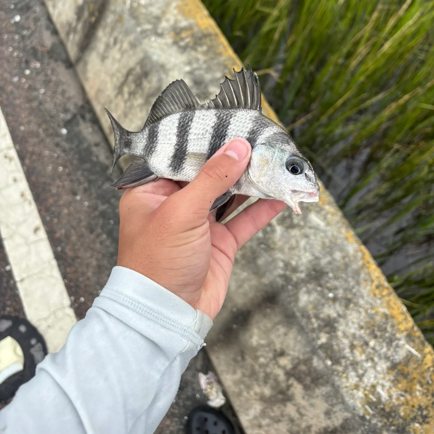 The most recent Black drum catches on Fishbrain
