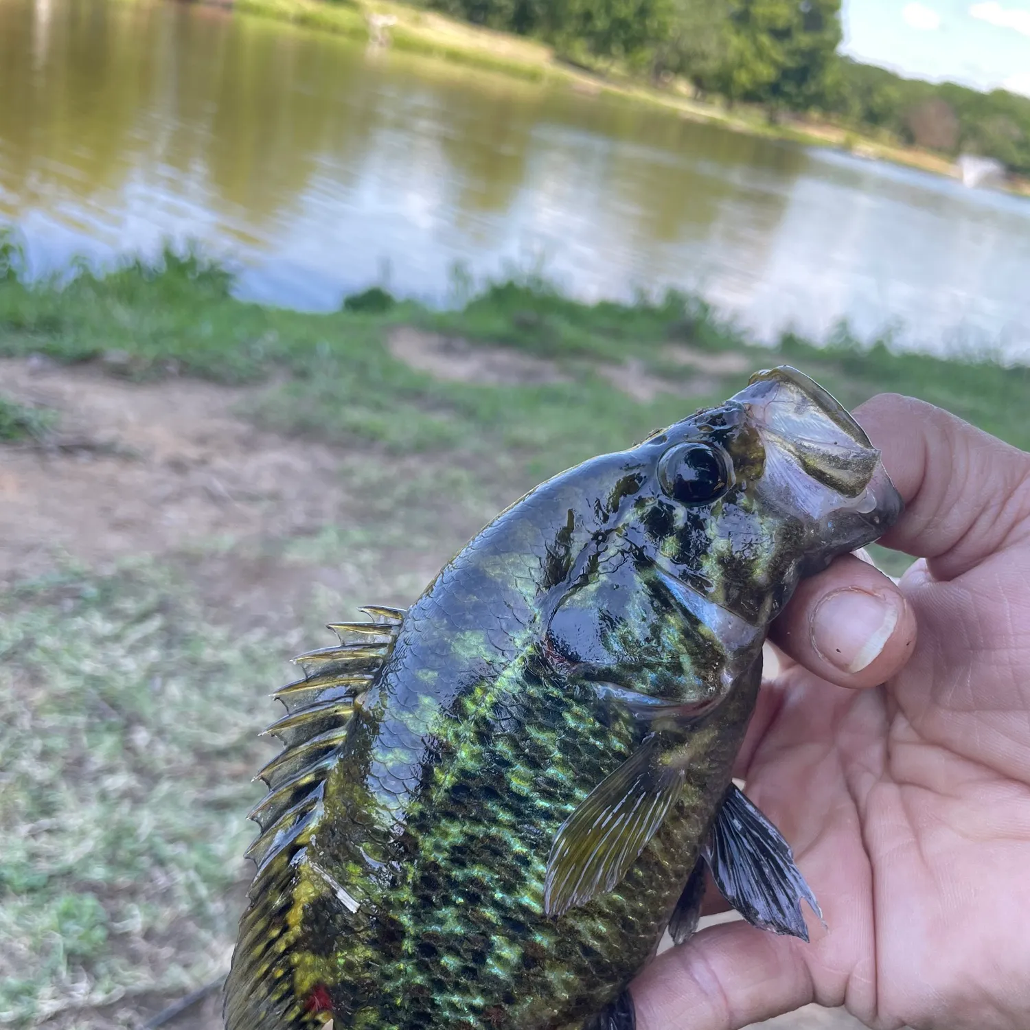 The most recent Warmouth catches on Fishbrain