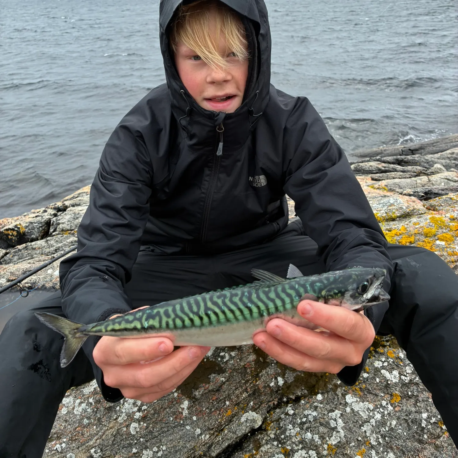 Atlantic mackerel caught on Fishbrain