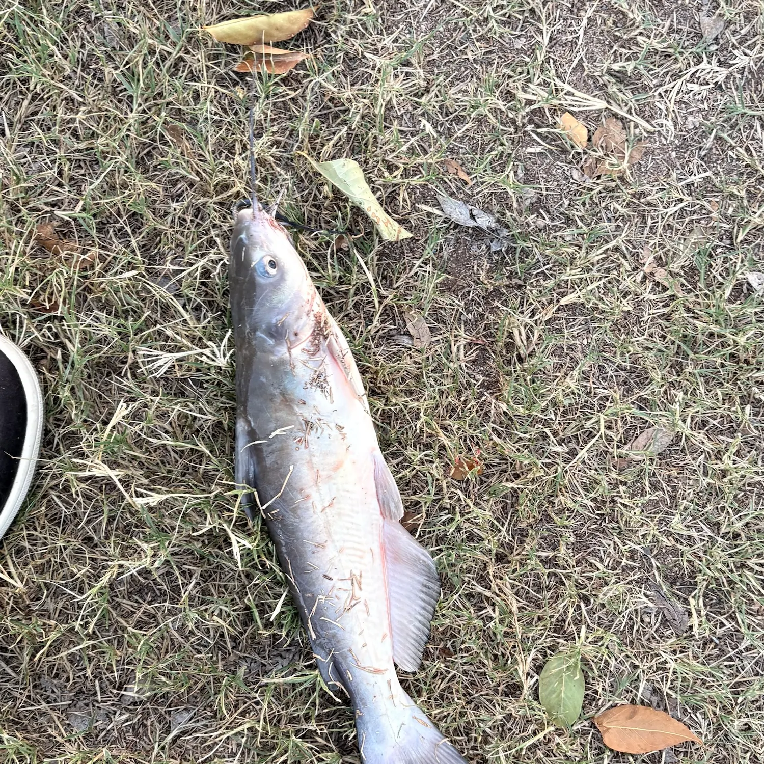 Channel catfish caught on Fishbrain