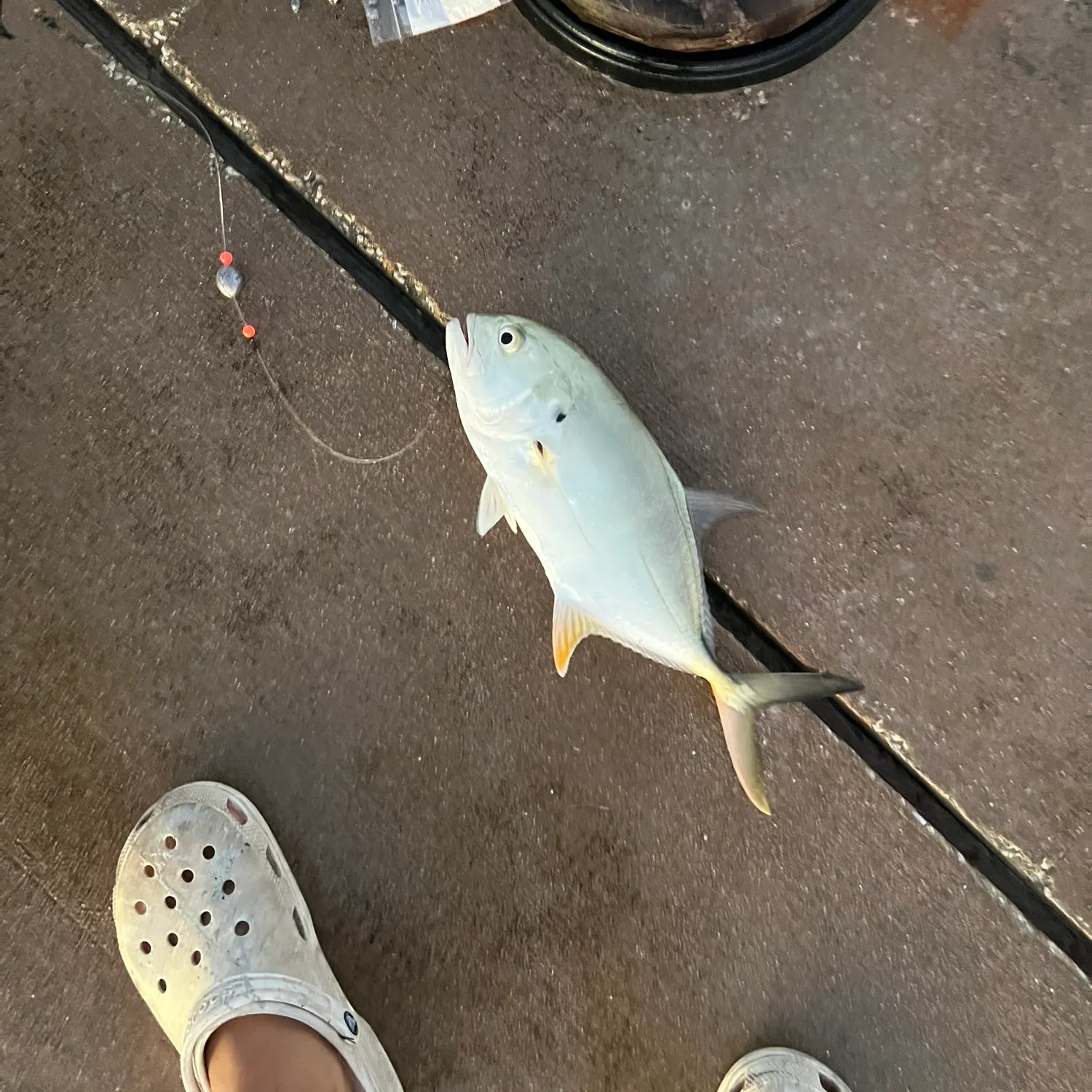 Crevalle jack caught on Fishbrain