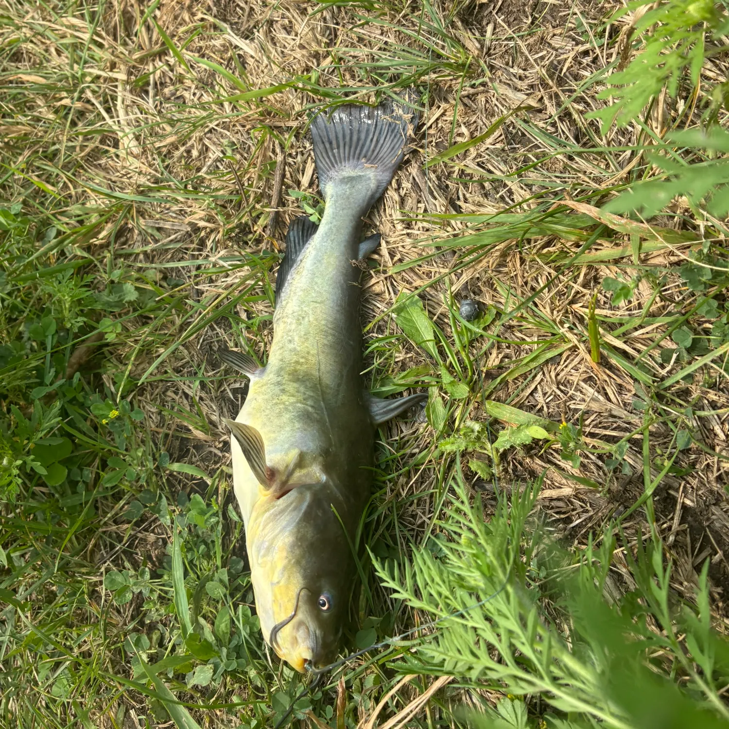 Black bullhead caught on Fishbrain
