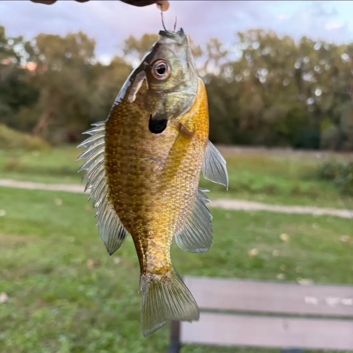 Bluegill caught on Fishbrain