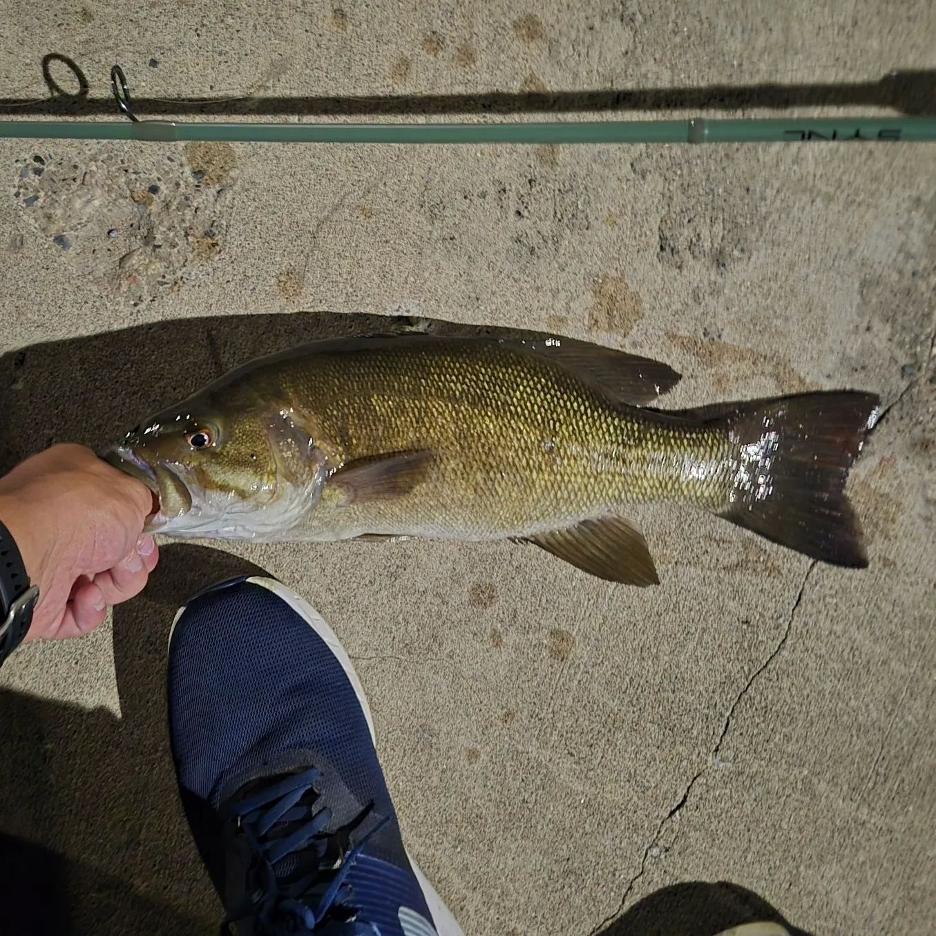 Smallmouth bass caught on Fishbrain