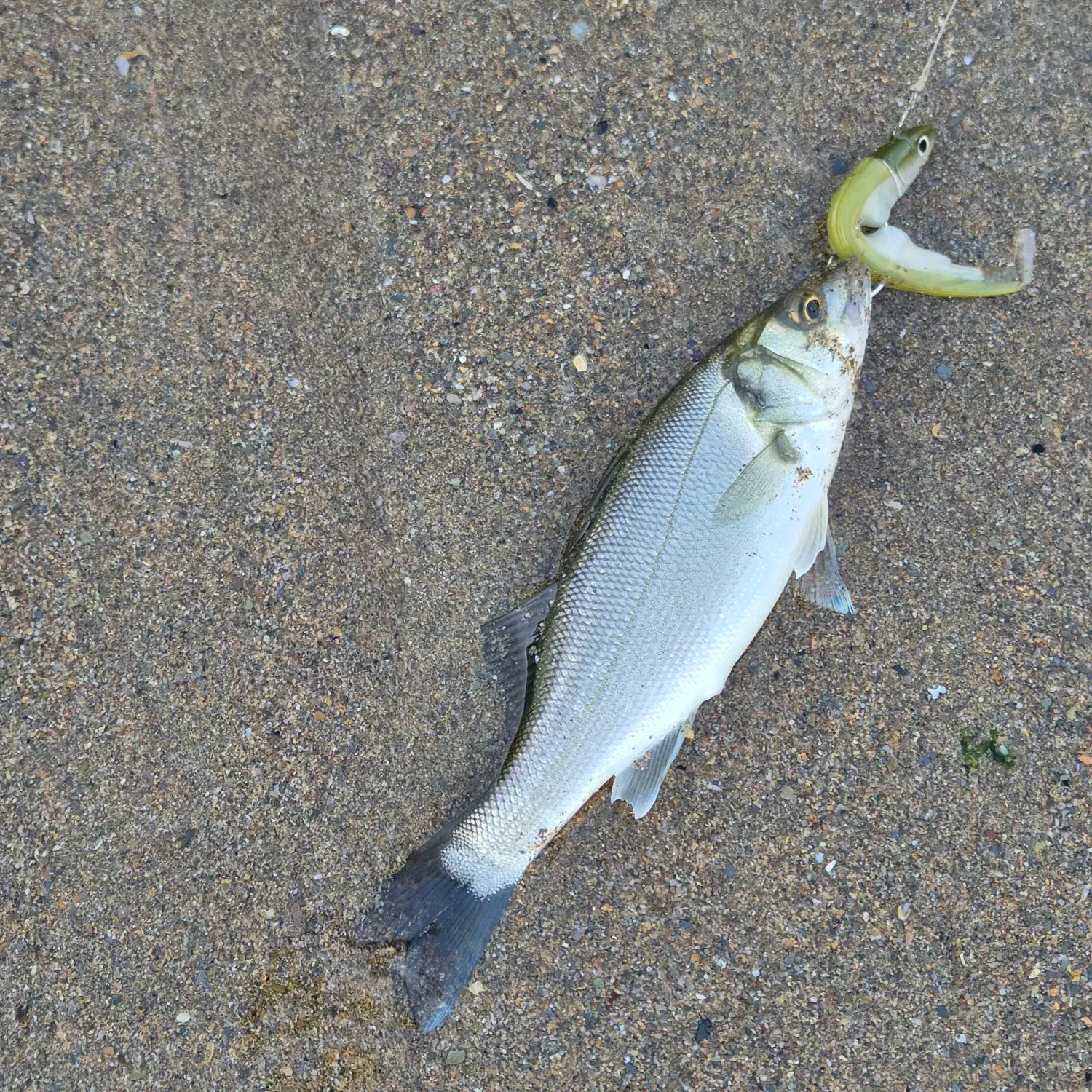European seabass caught on Fishbrain