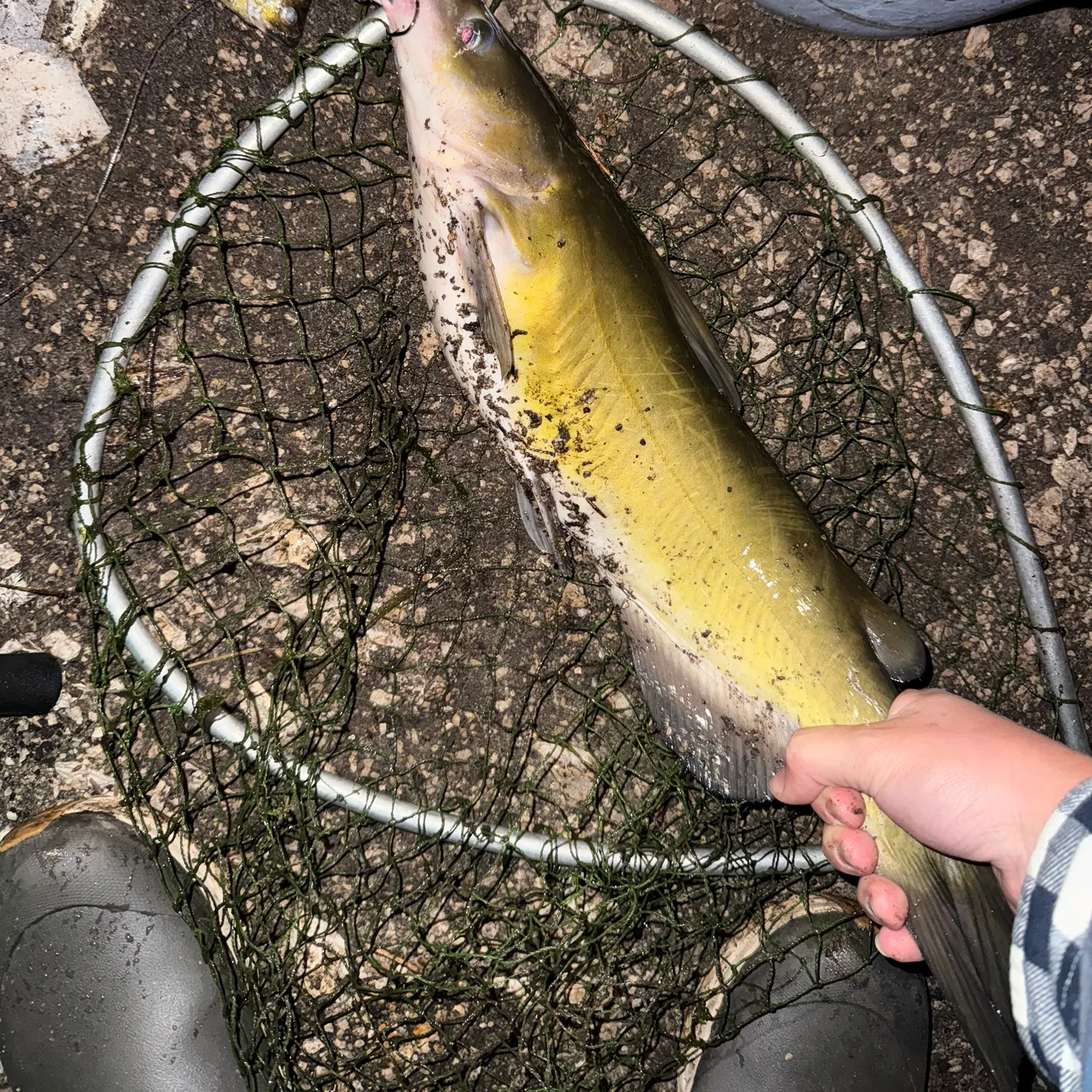 Channel catfish caught on Fishbrain