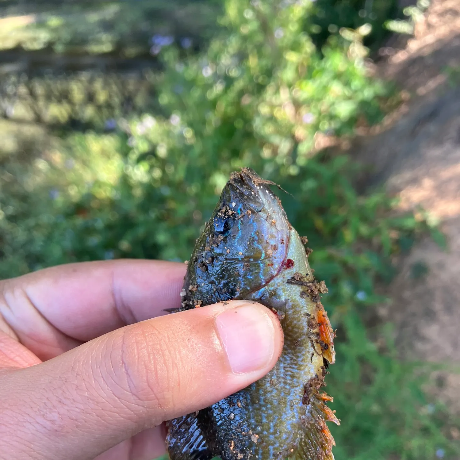 Bluegill caught on Fishbrain