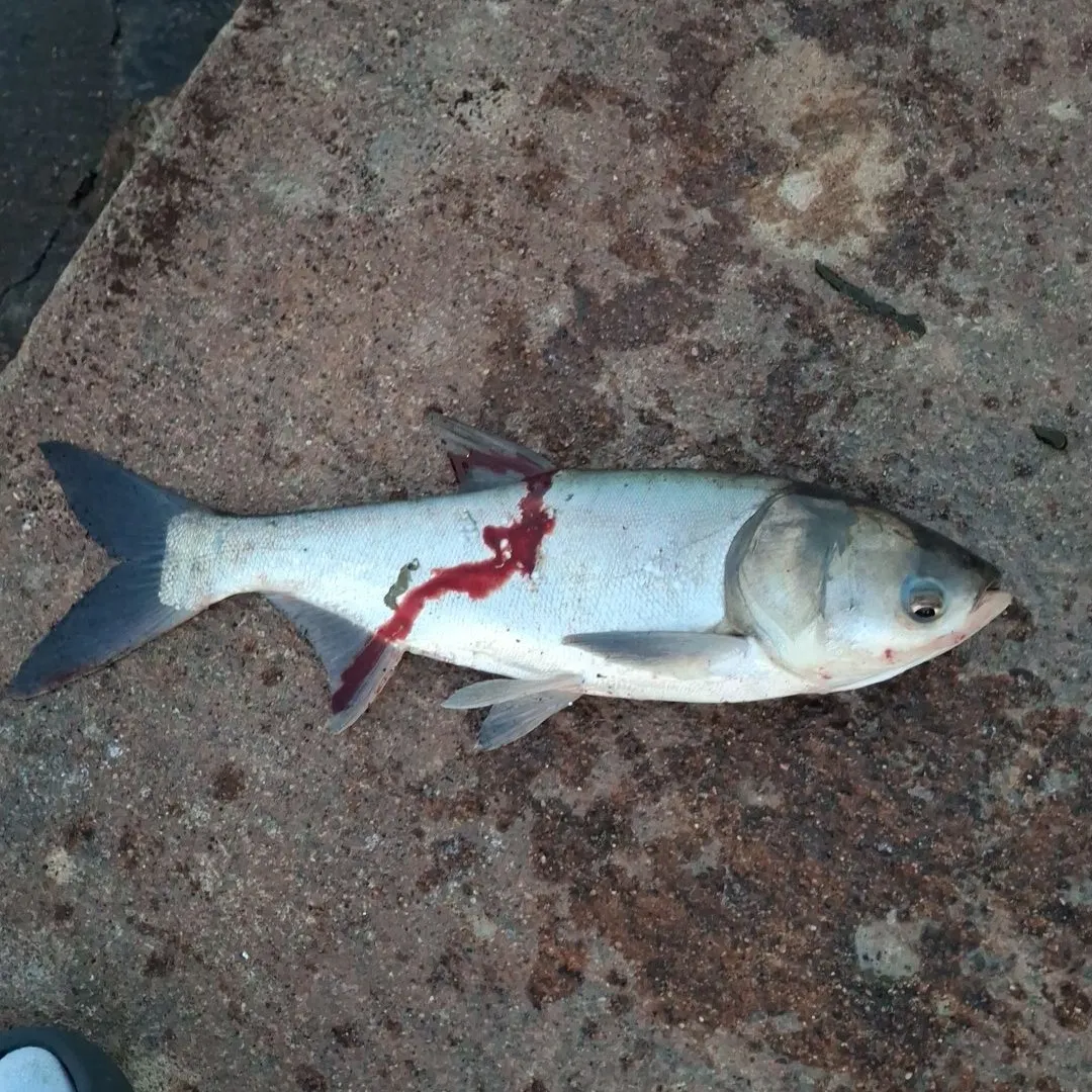 The most recent Silver carp catches on Fishbrain