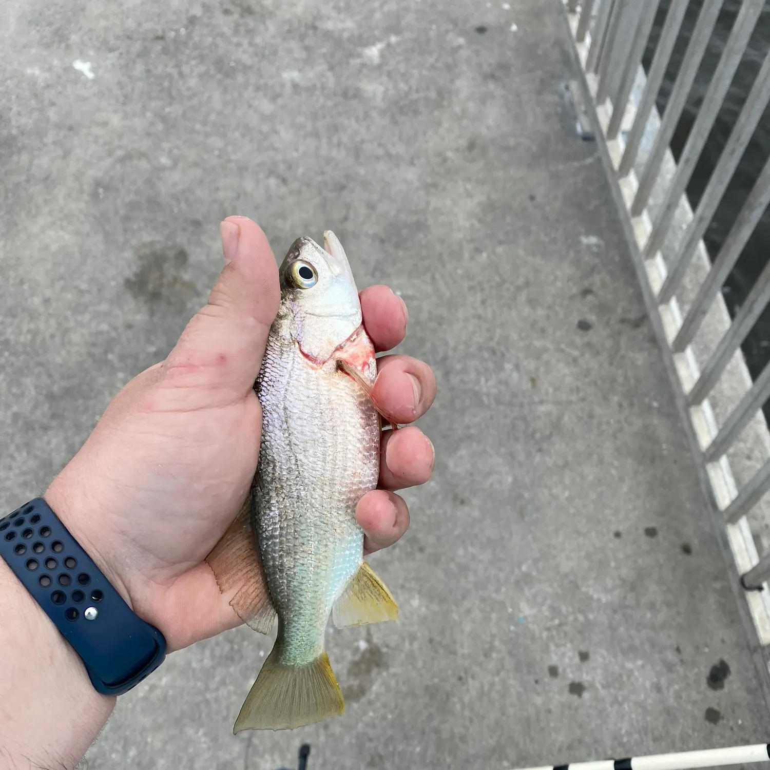 The most popular recent Silver seatrout catch on Fishbrain