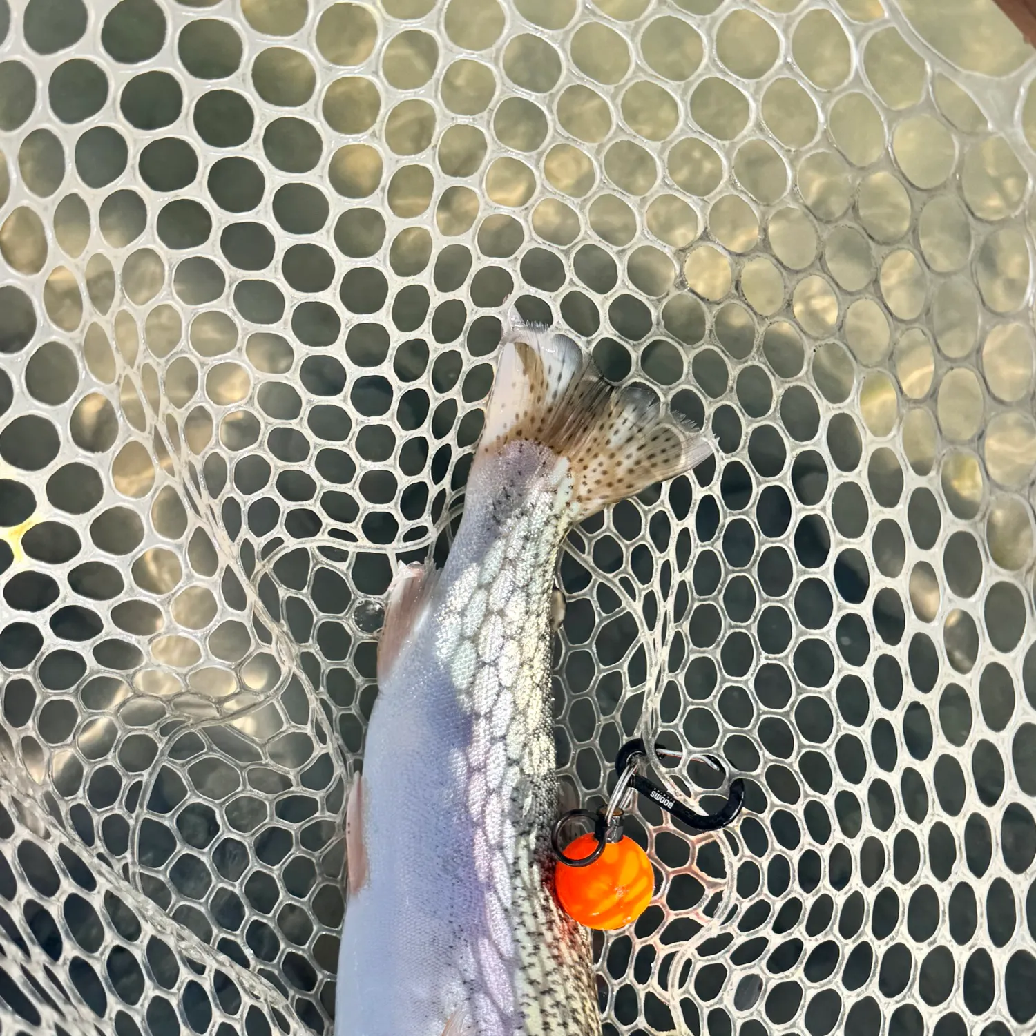 Rainbow trout caught on Fishbrain