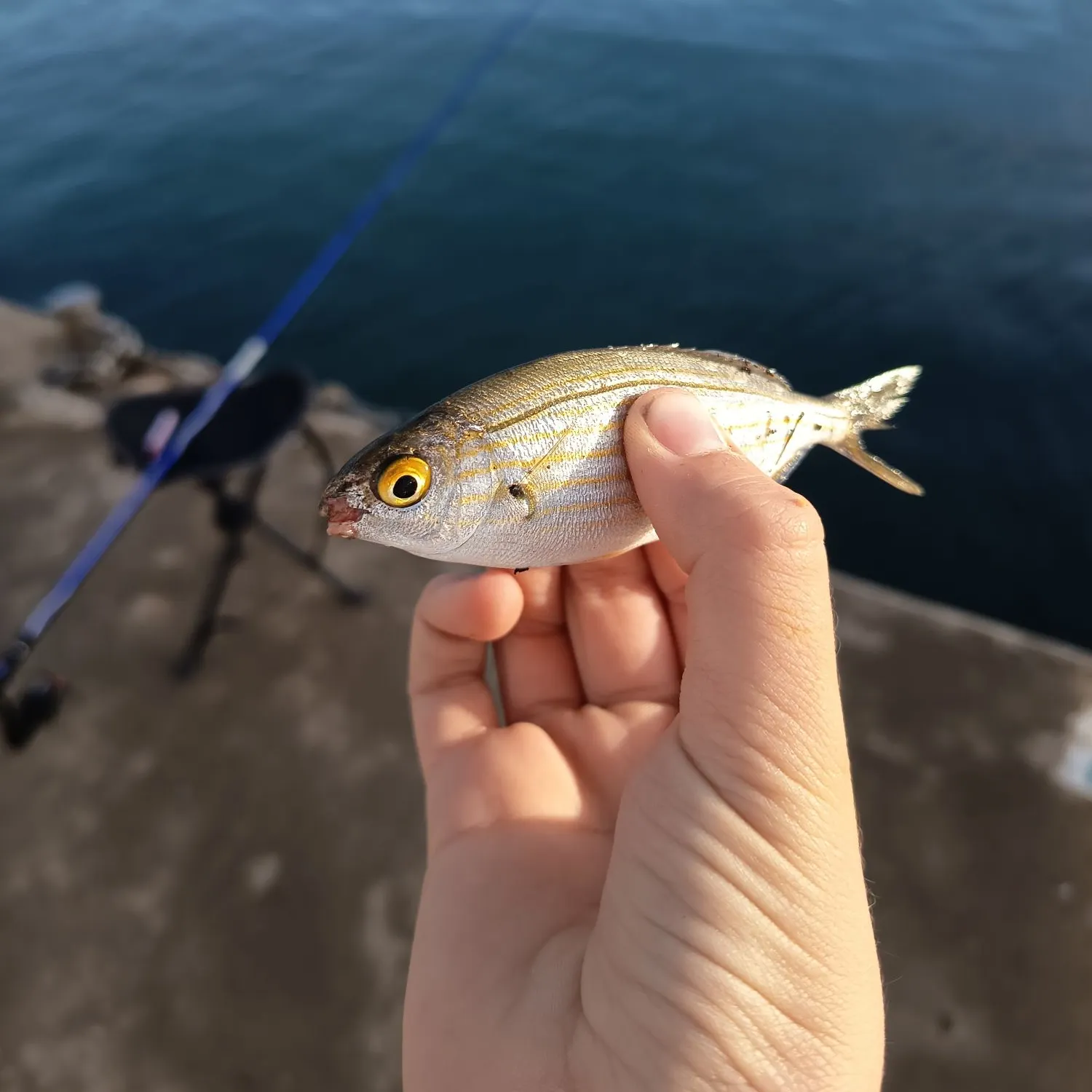 The most recent Salema porgy catches on Fishbrain