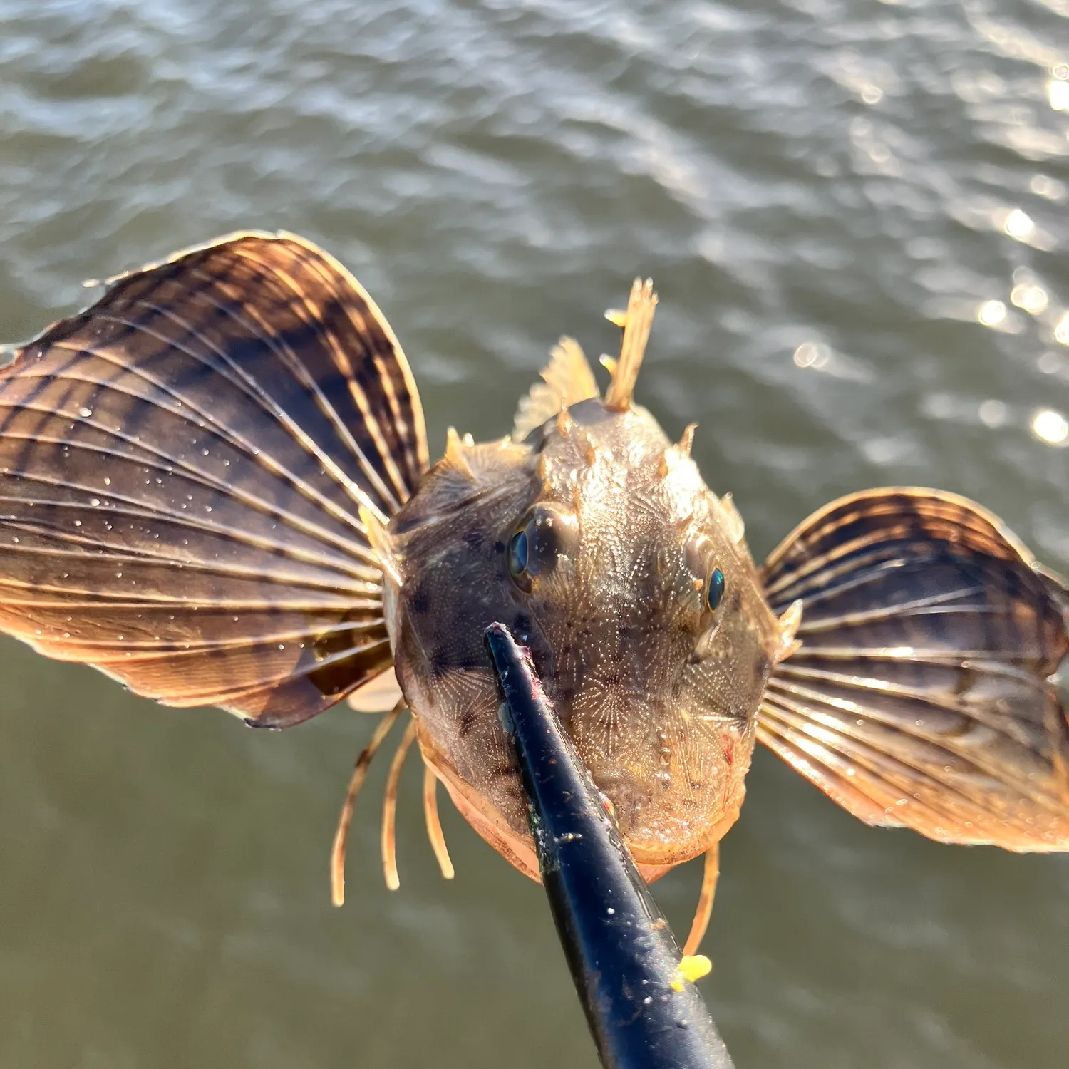 The most recent Boulenger's toadfish catches on Fishbrain
