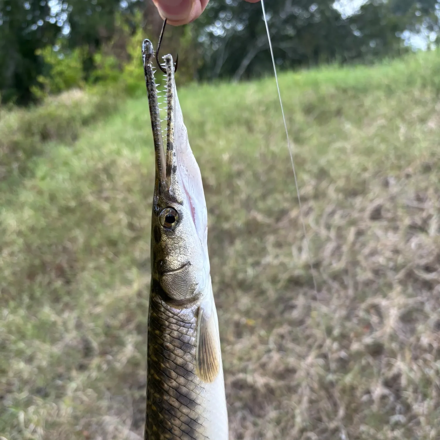 Spotted gar caught on Fishbrain