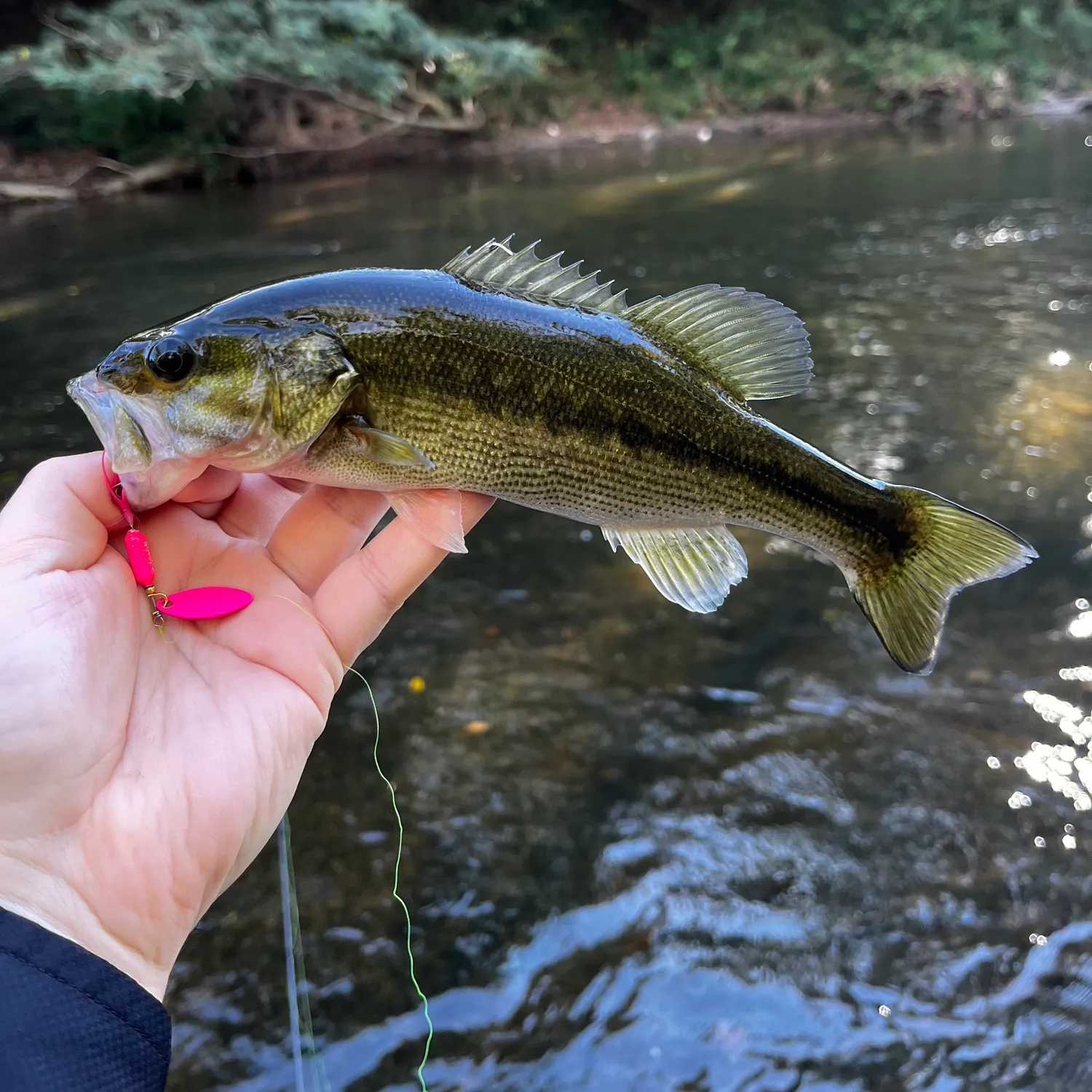 Spotted bass caught on Fishbrain